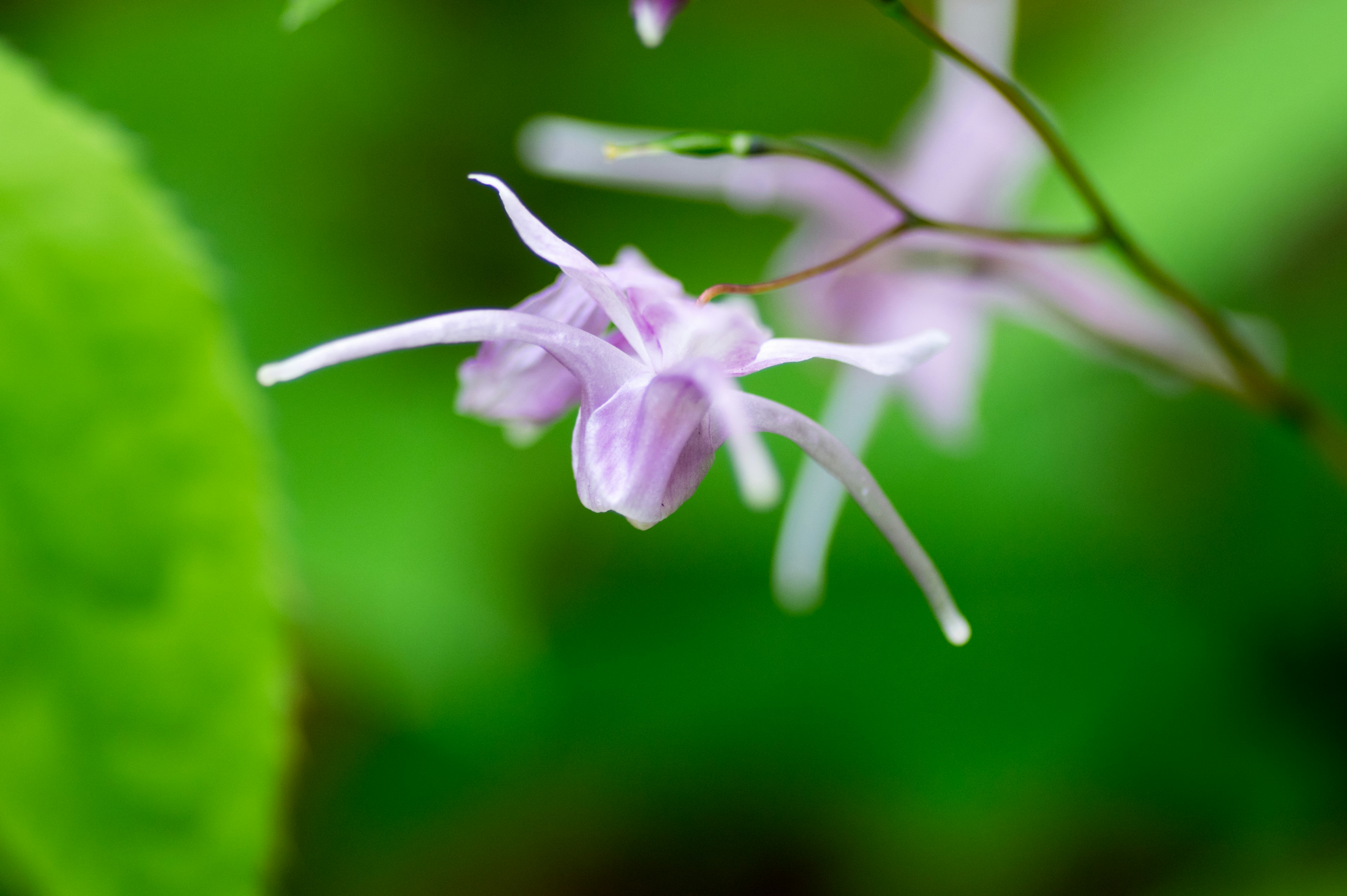 Nahaufnahme einer zarten lila Blume vor grünem Blatt-Hintergrund