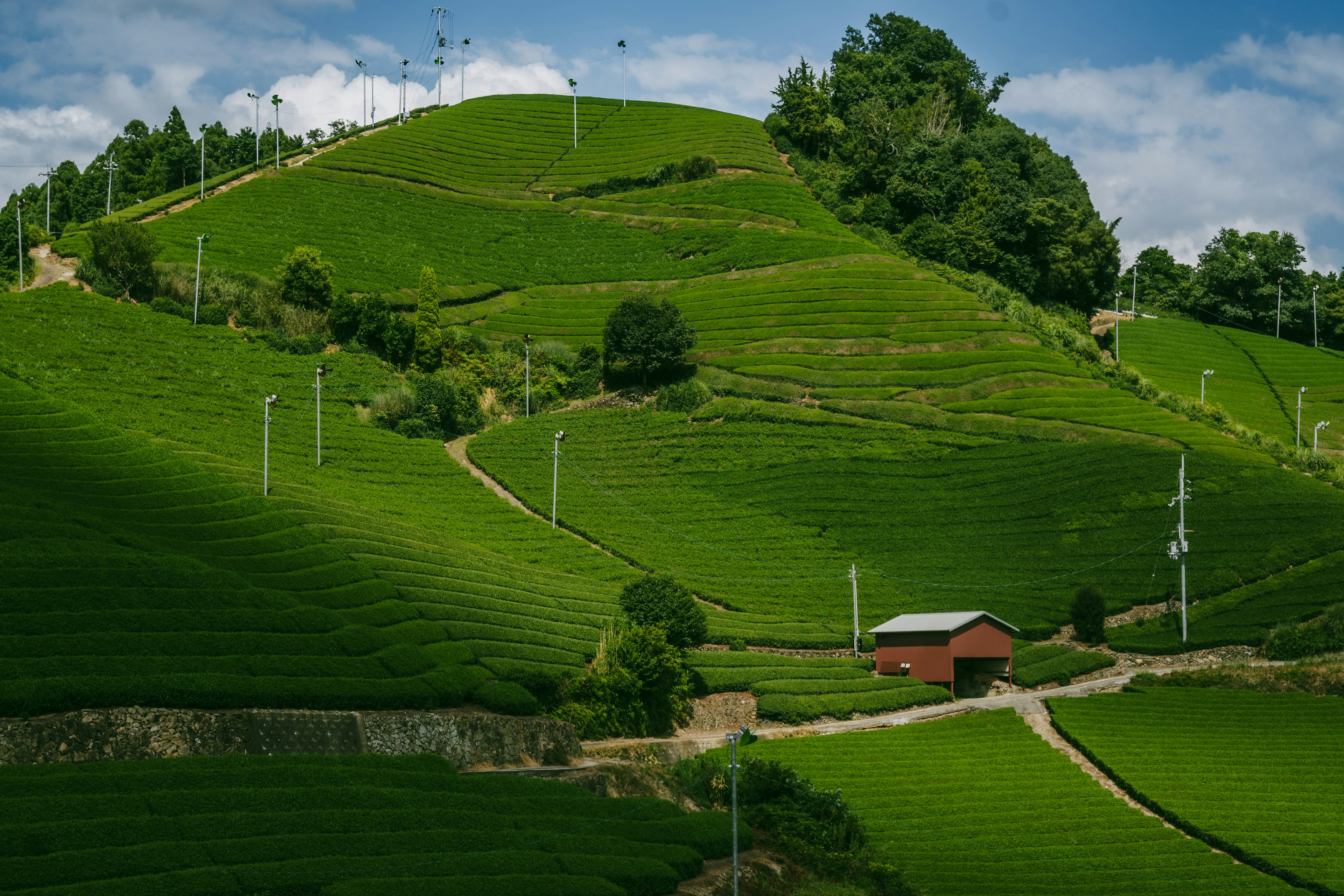 Campos de té verdes ondulados con una pequeña casa roja