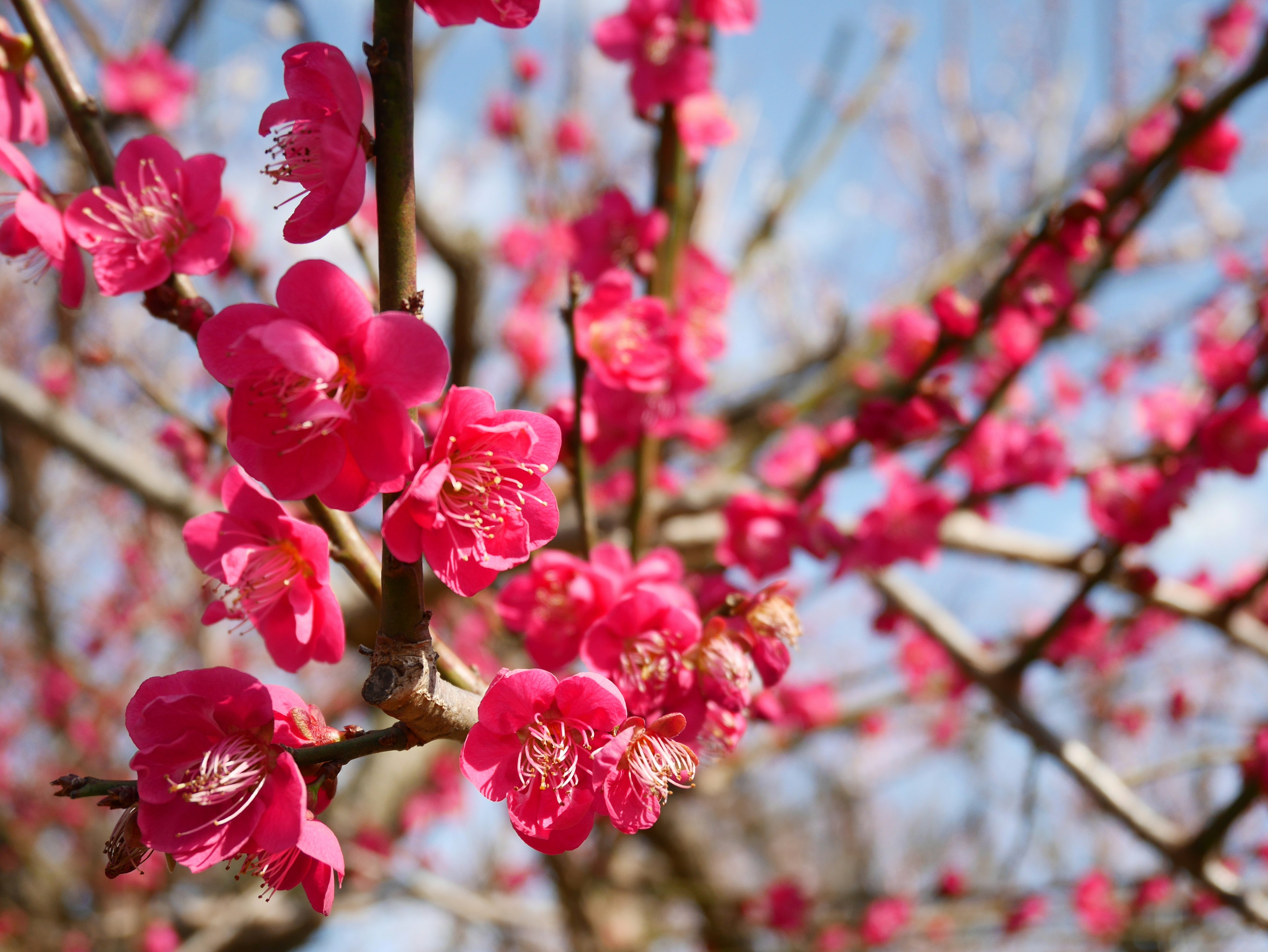 Gros plan sur des branches avec des fleurs roses vives