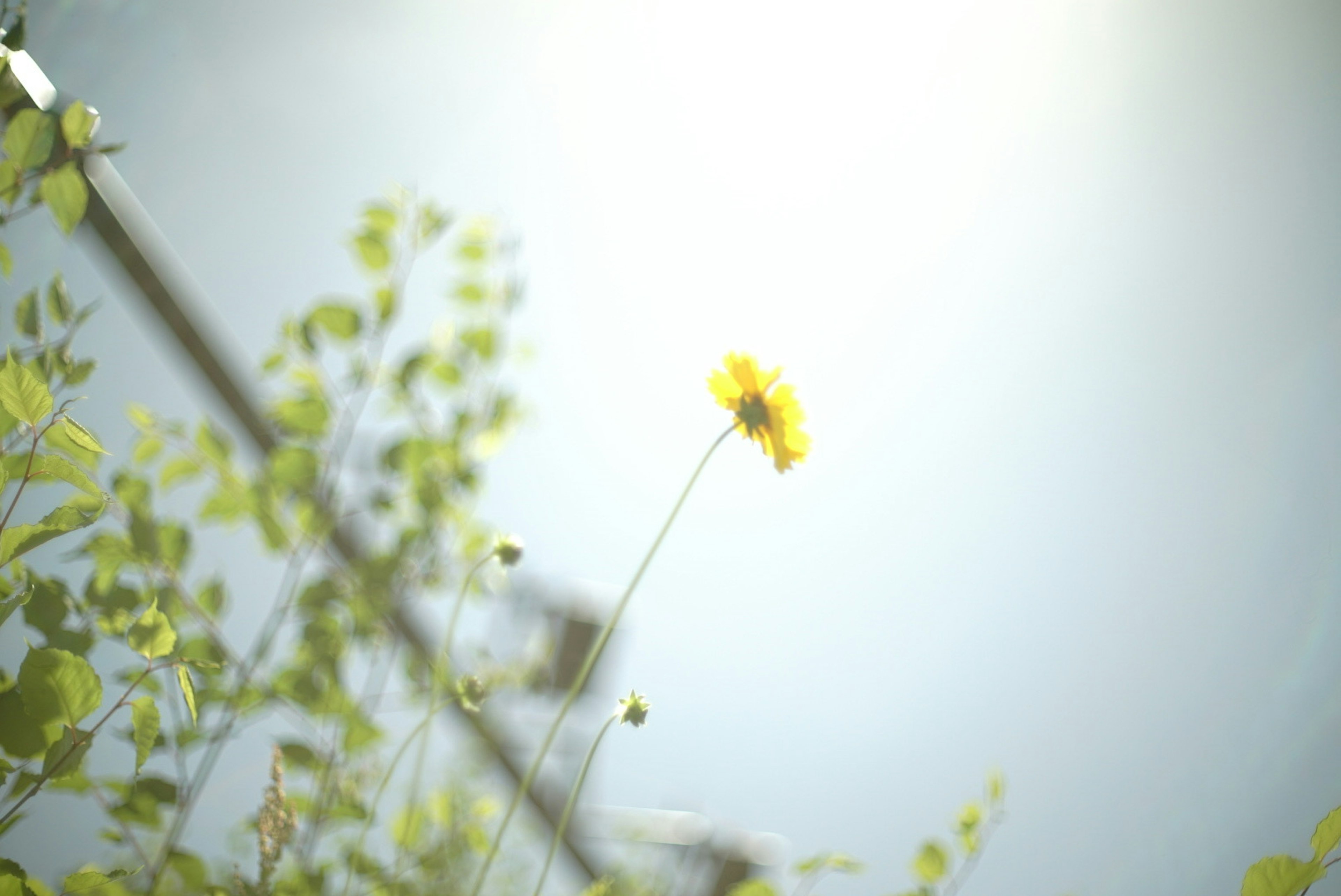 A yellow flower blooming under a blue sky with green leaves