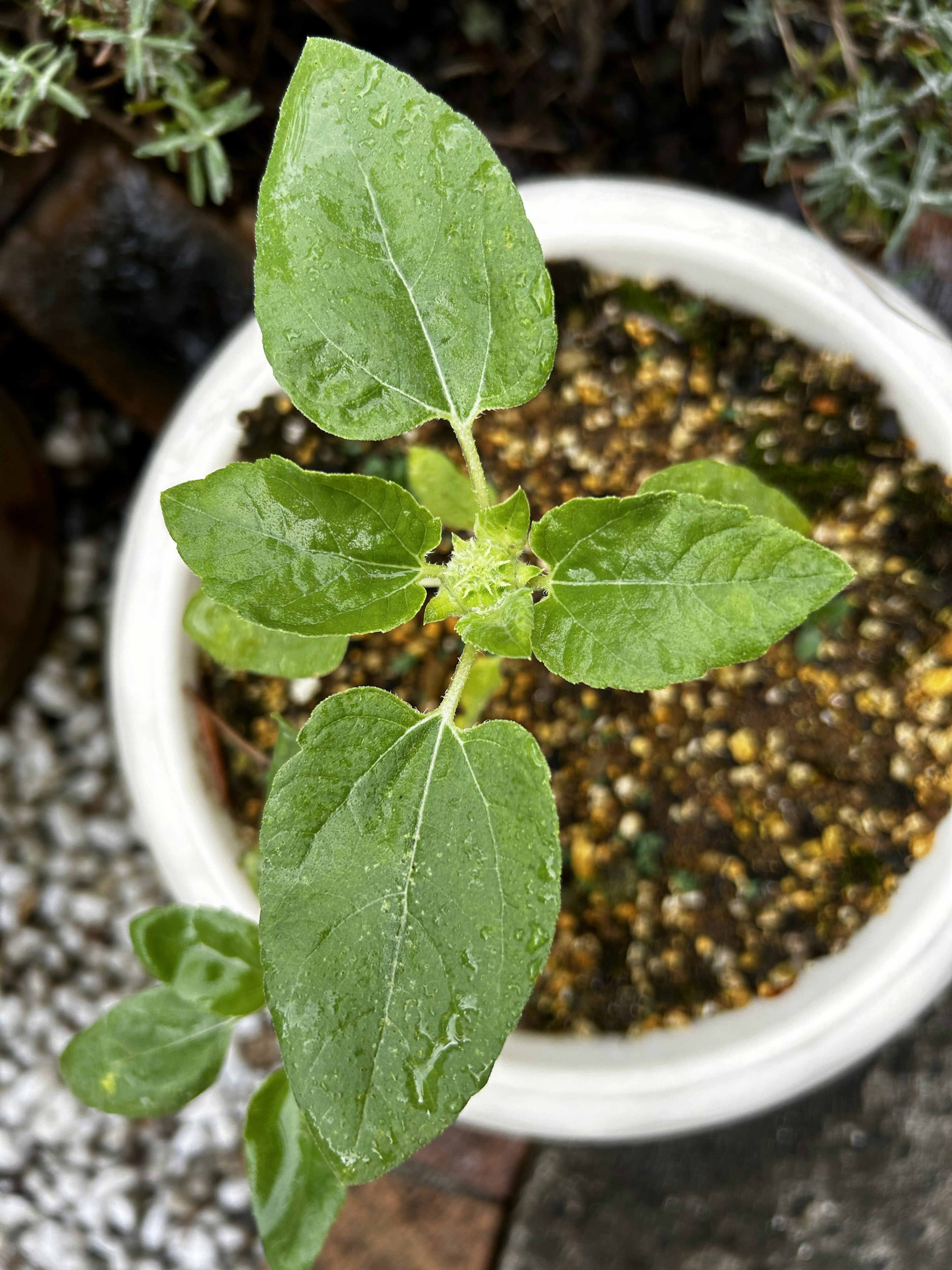 Young green plant with water droplets in a small pot