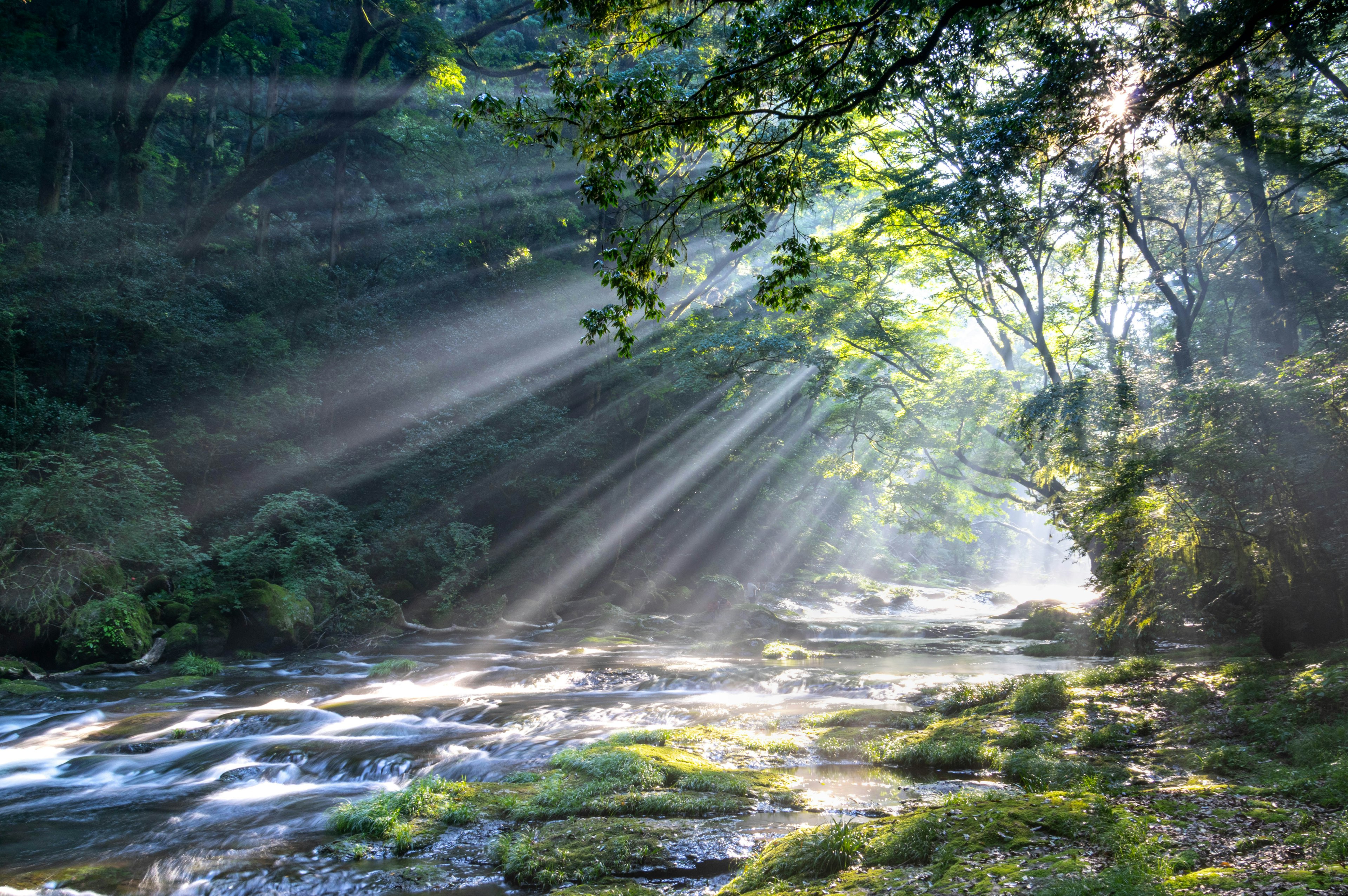 A serene river with beams of light filtering through trees