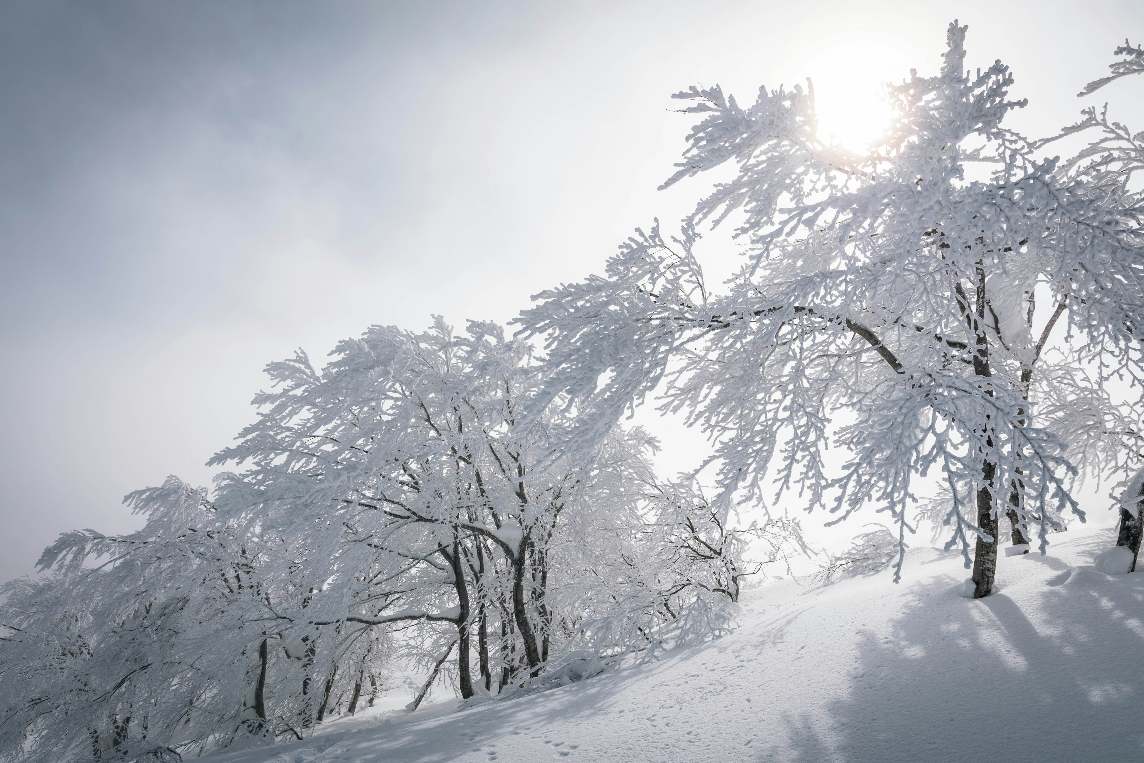 Alberi coperti di neve con luce soffusa