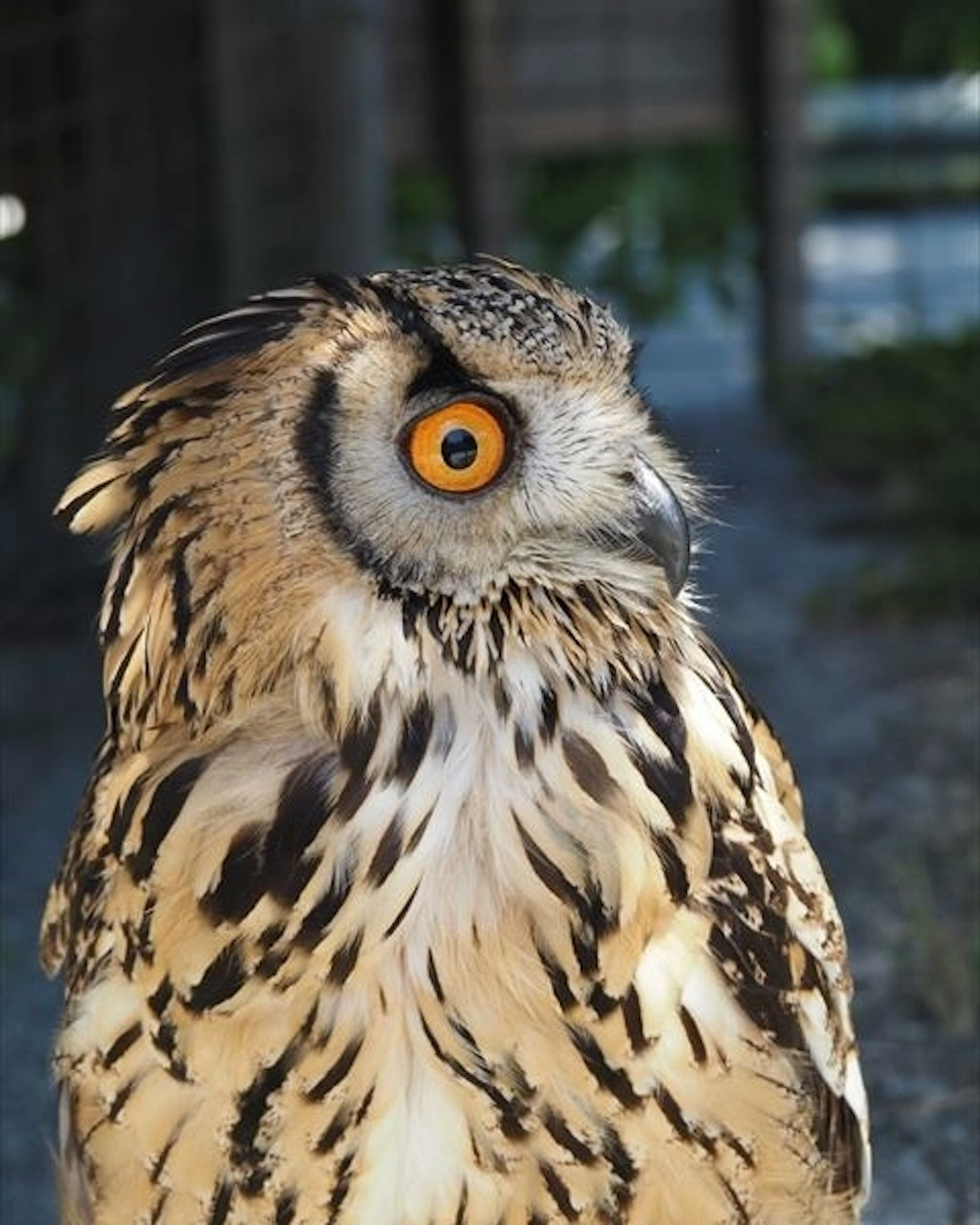 Close-up of a striking owl with bright orange eyes and detailed feathers