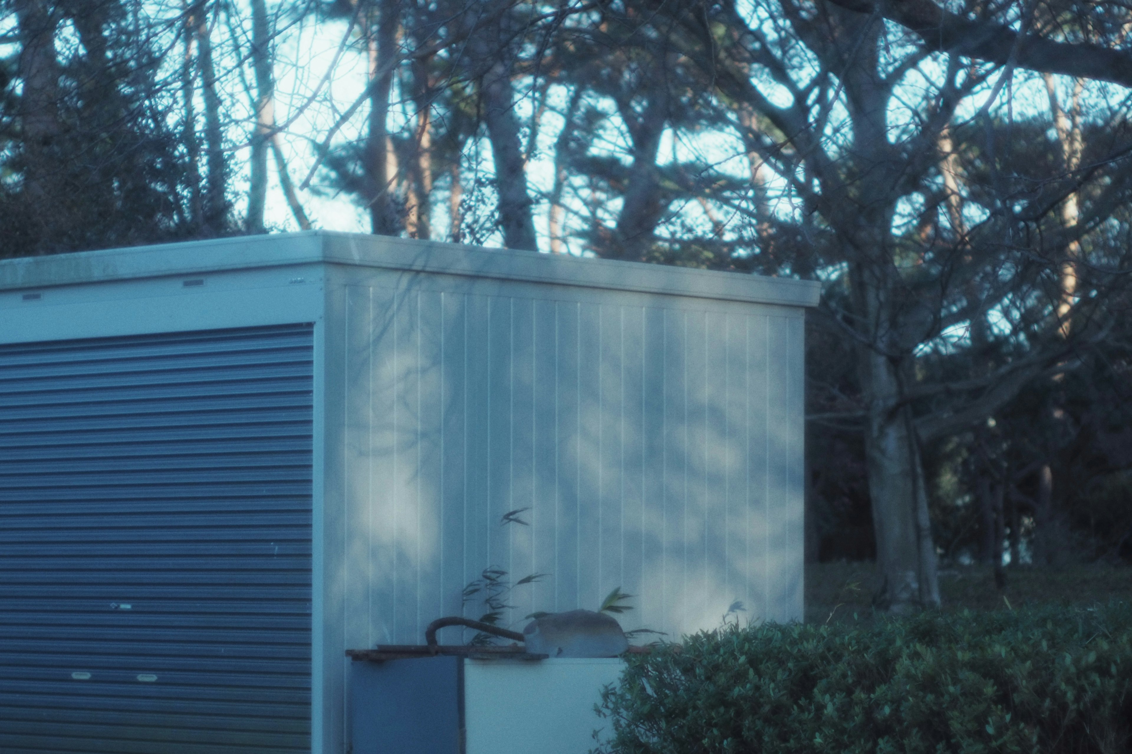 青いトーンの屋外の小屋と木々の背景