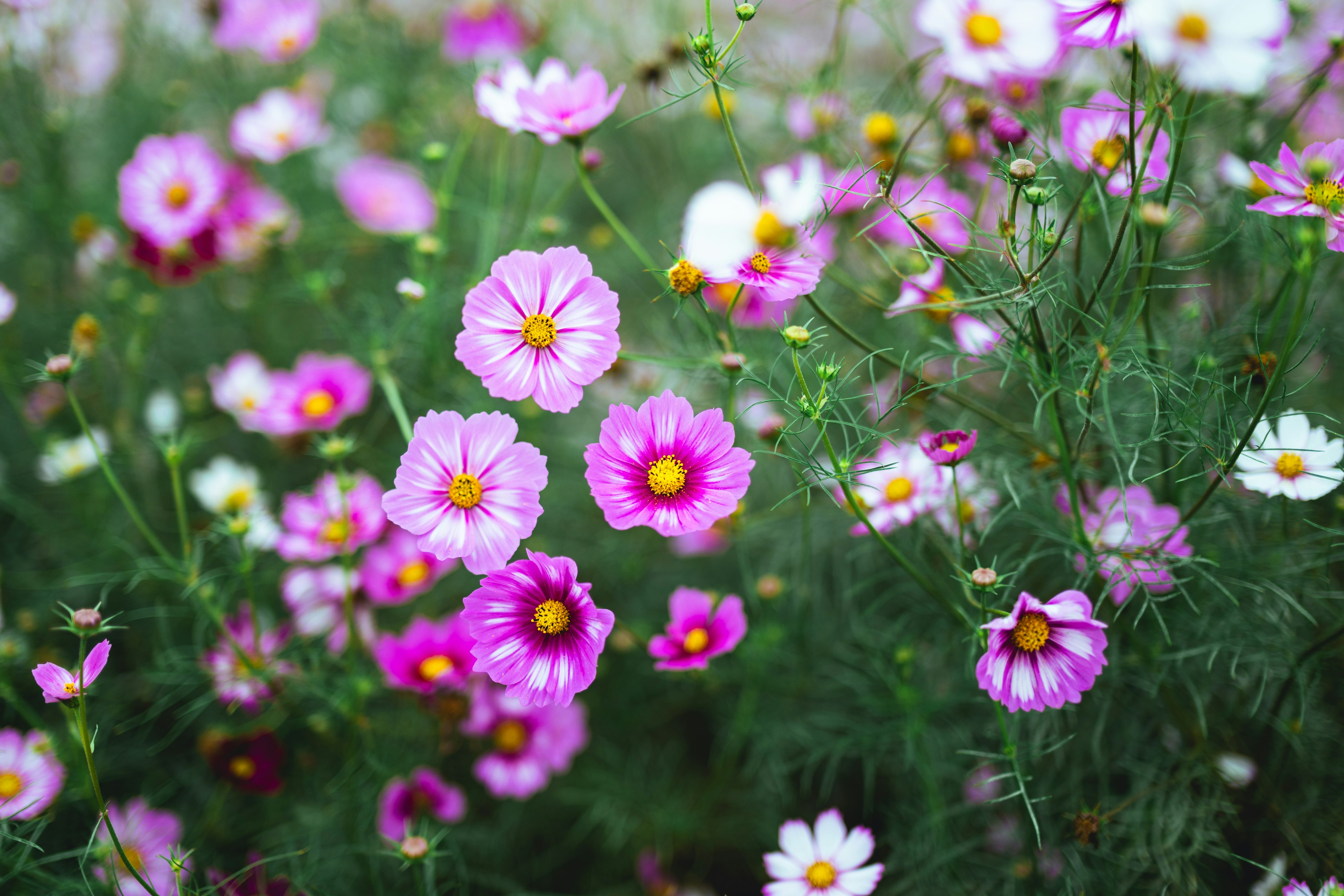 色とりどりのコスモスの花が咲いている庭の風景