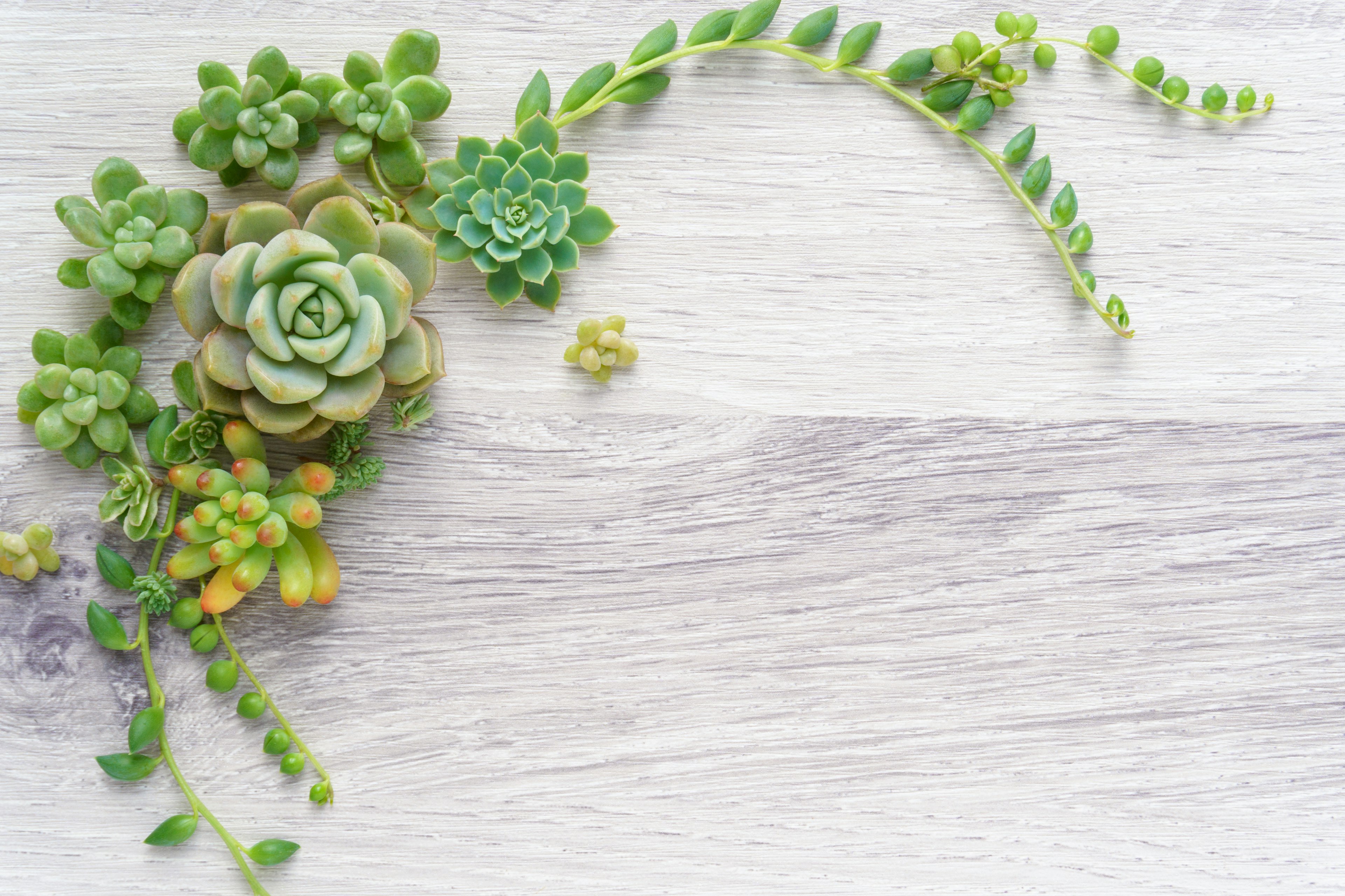 Green succulents arranged on a wooden background