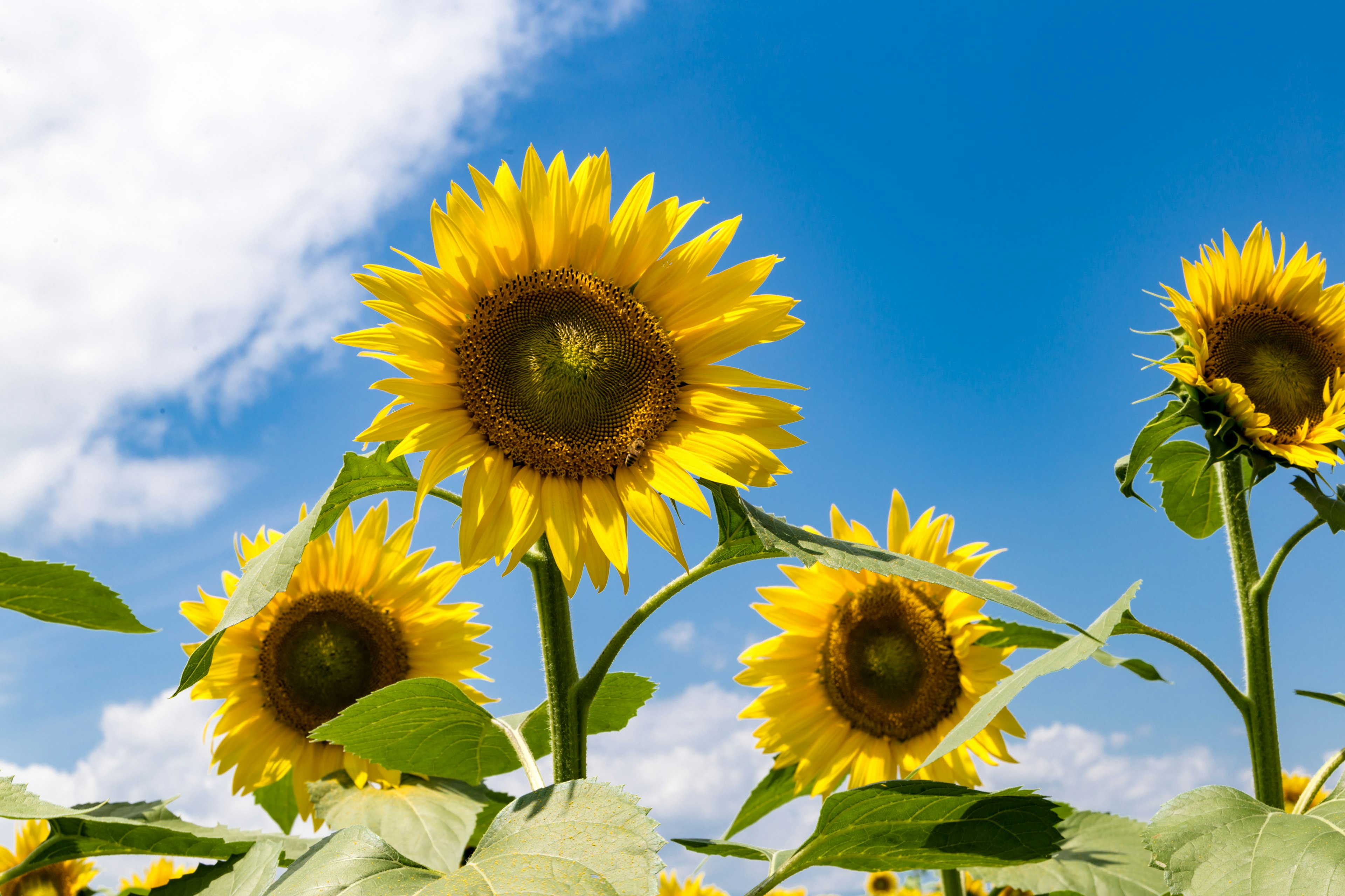 Campo de girasoles floreciendo bajo un cielo azul