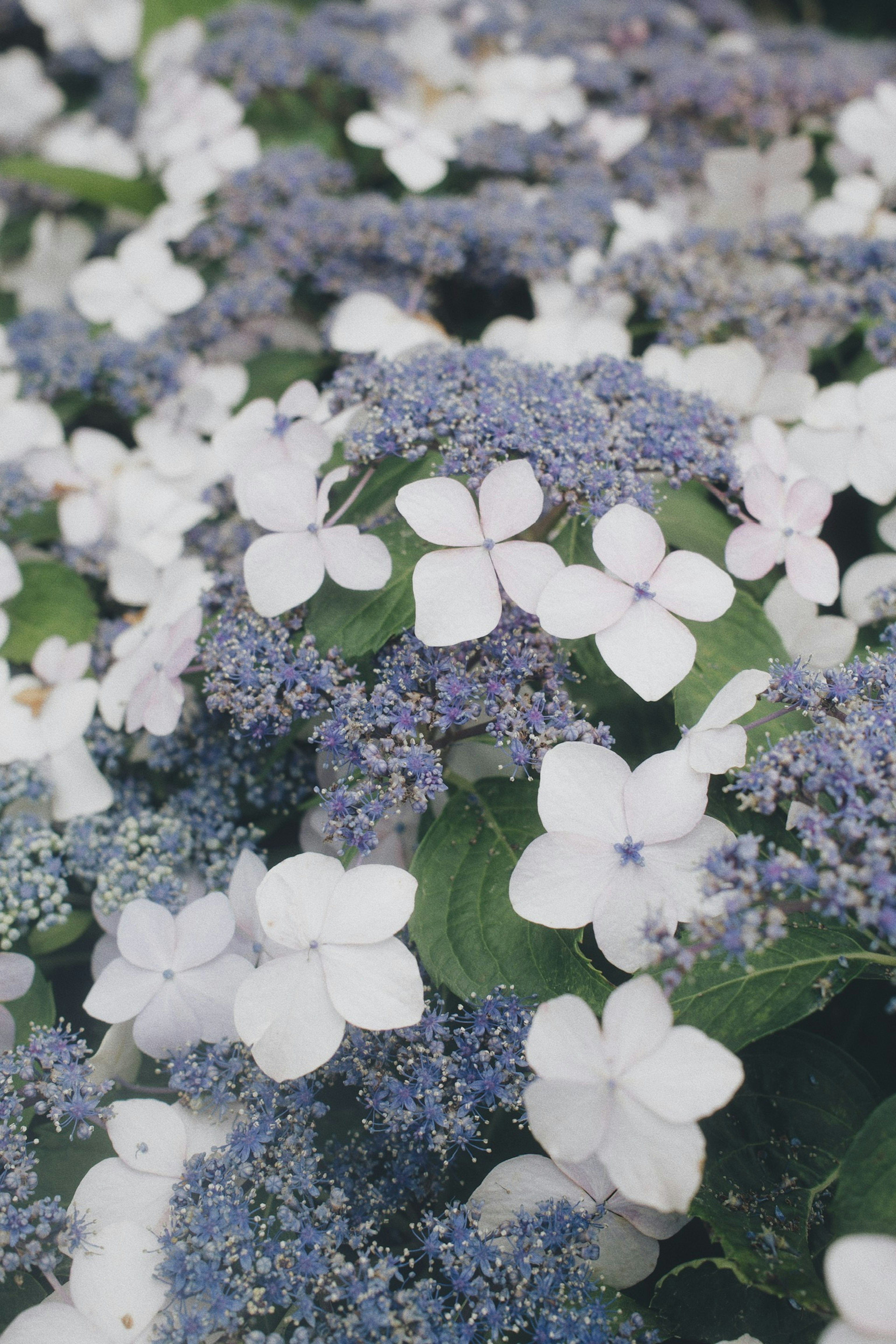 Schöner Blumenbeet mit weißen und blau-violetten Blumen