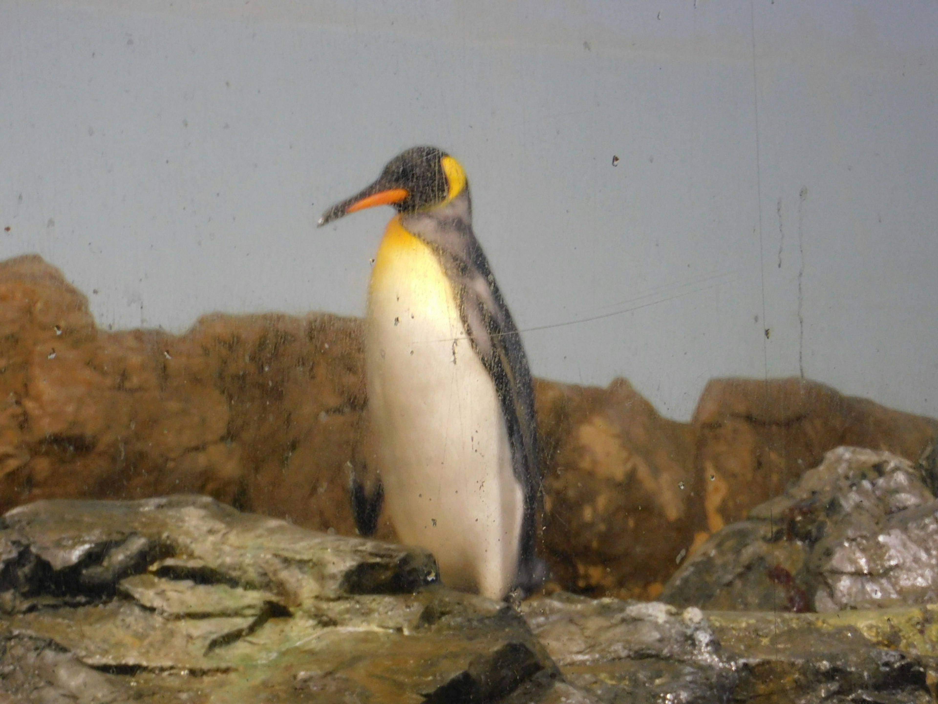 Emperor penguin standing on rocks