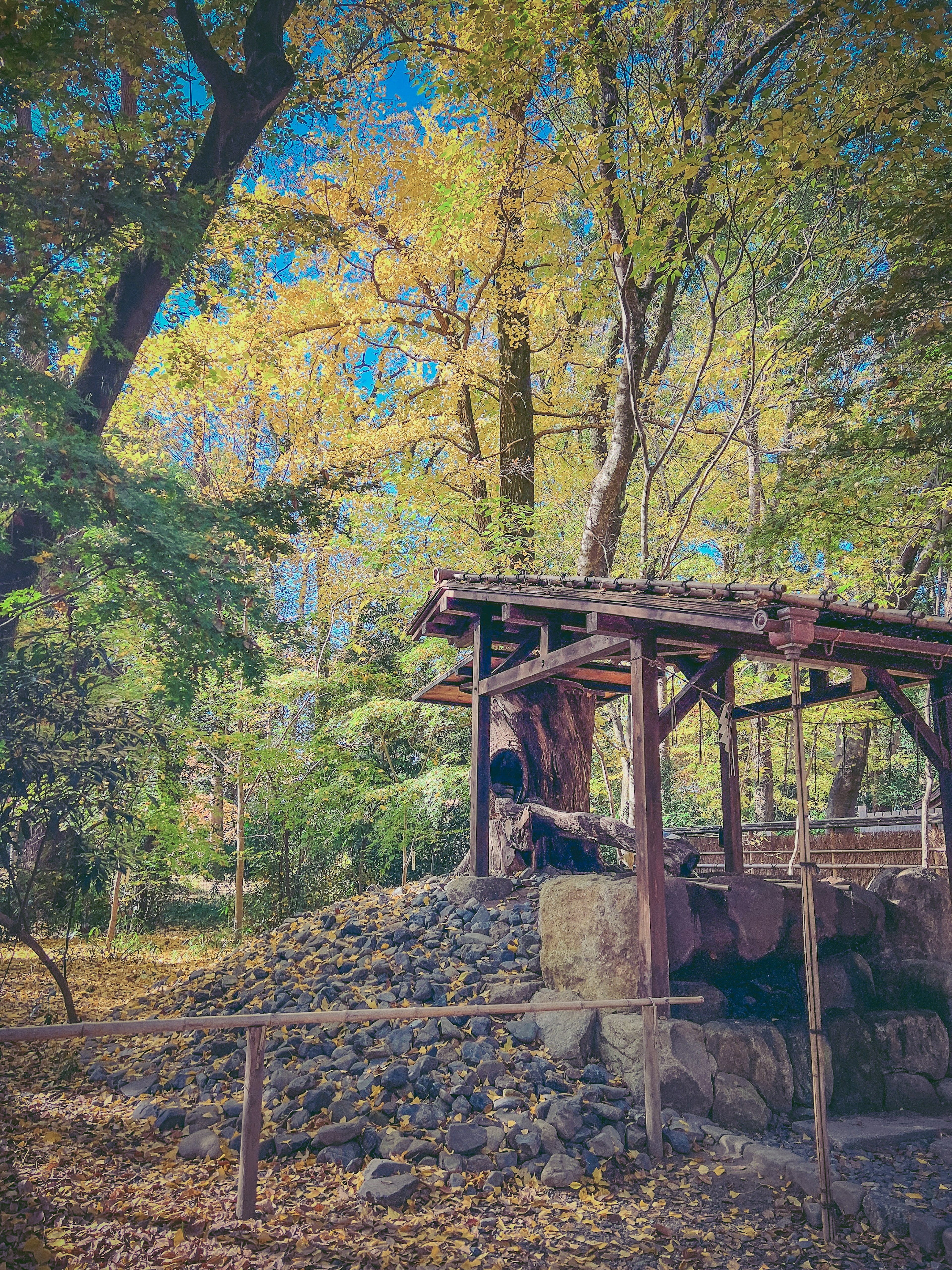 Old wooden shed surrounded by autumn foliage and stone pile