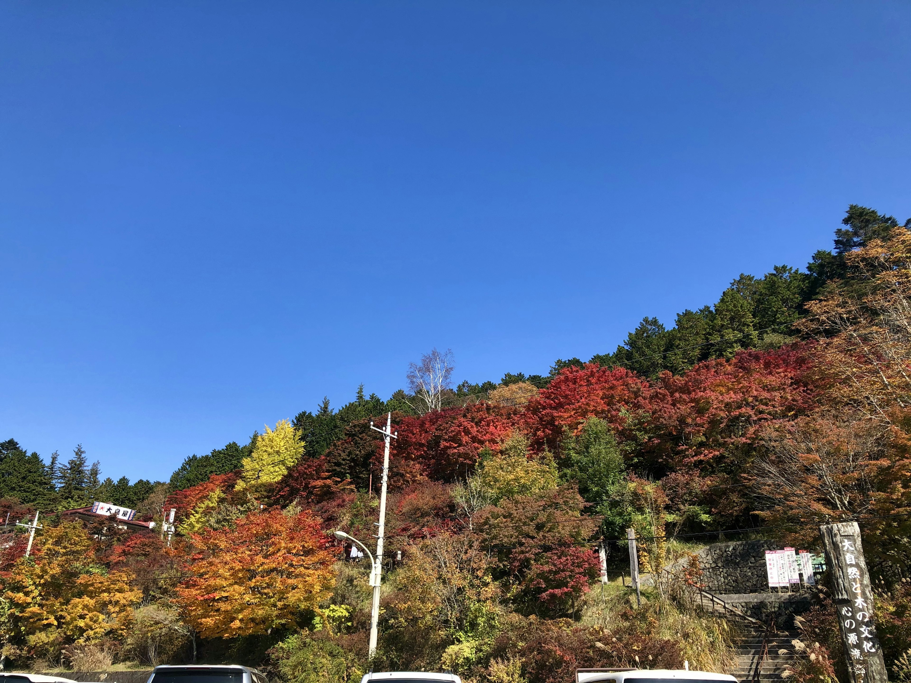 在晴朗蓝天下的五彩斑斓的秋叶风景