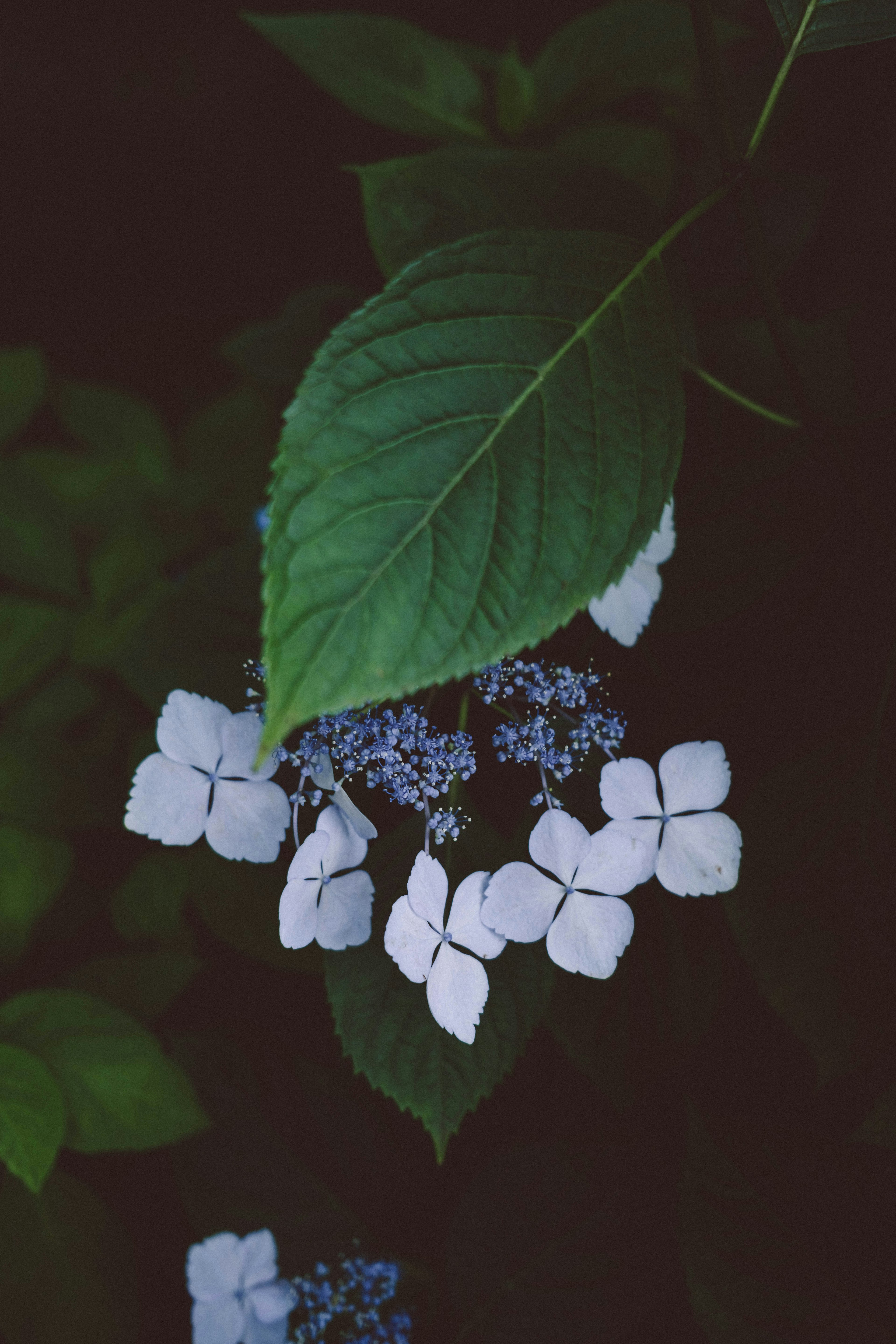 Close-up tanaman dengan bunga biru dan putih