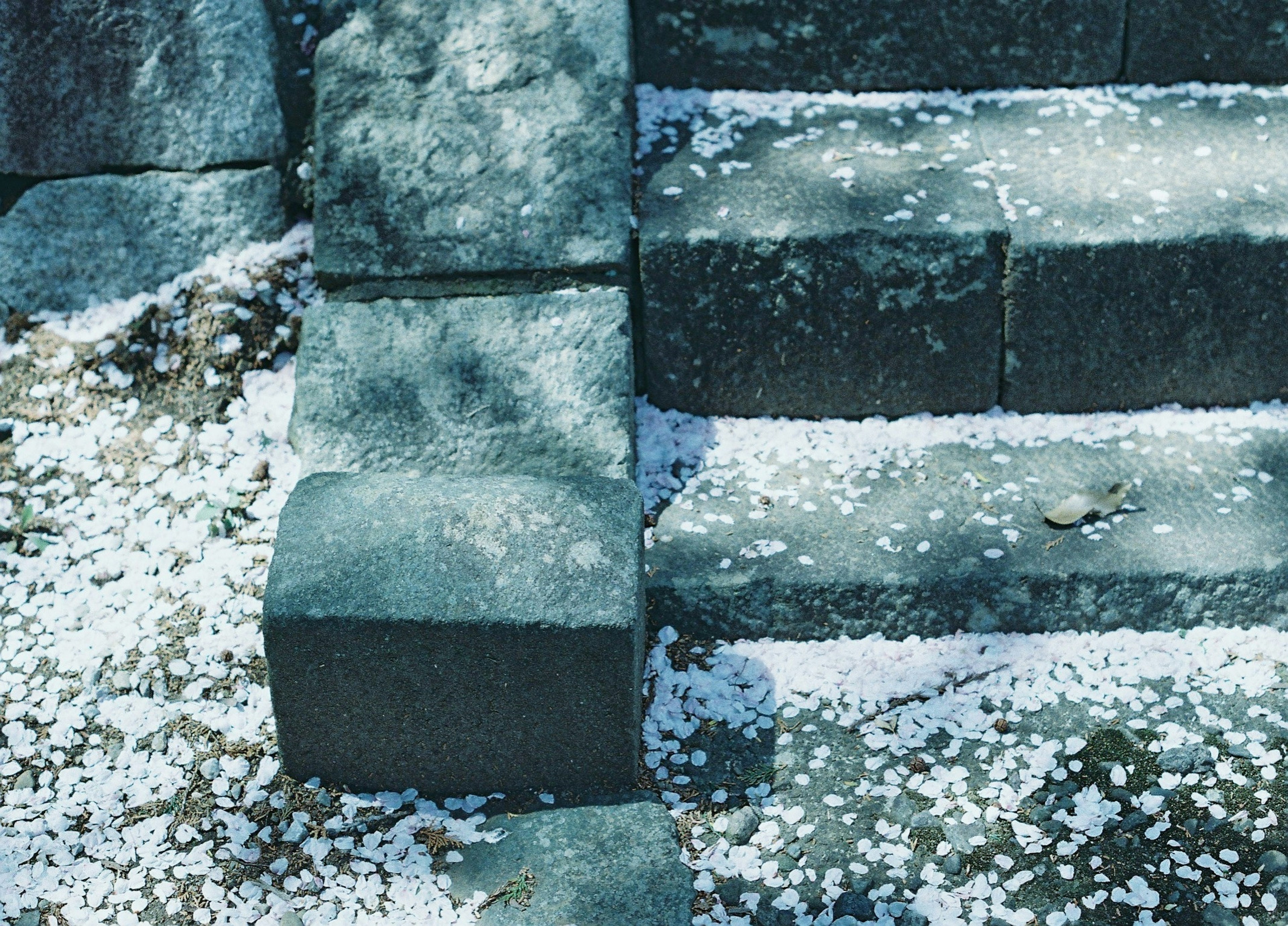 Escaleras de piedra cubiertas de pétalos de cerezo