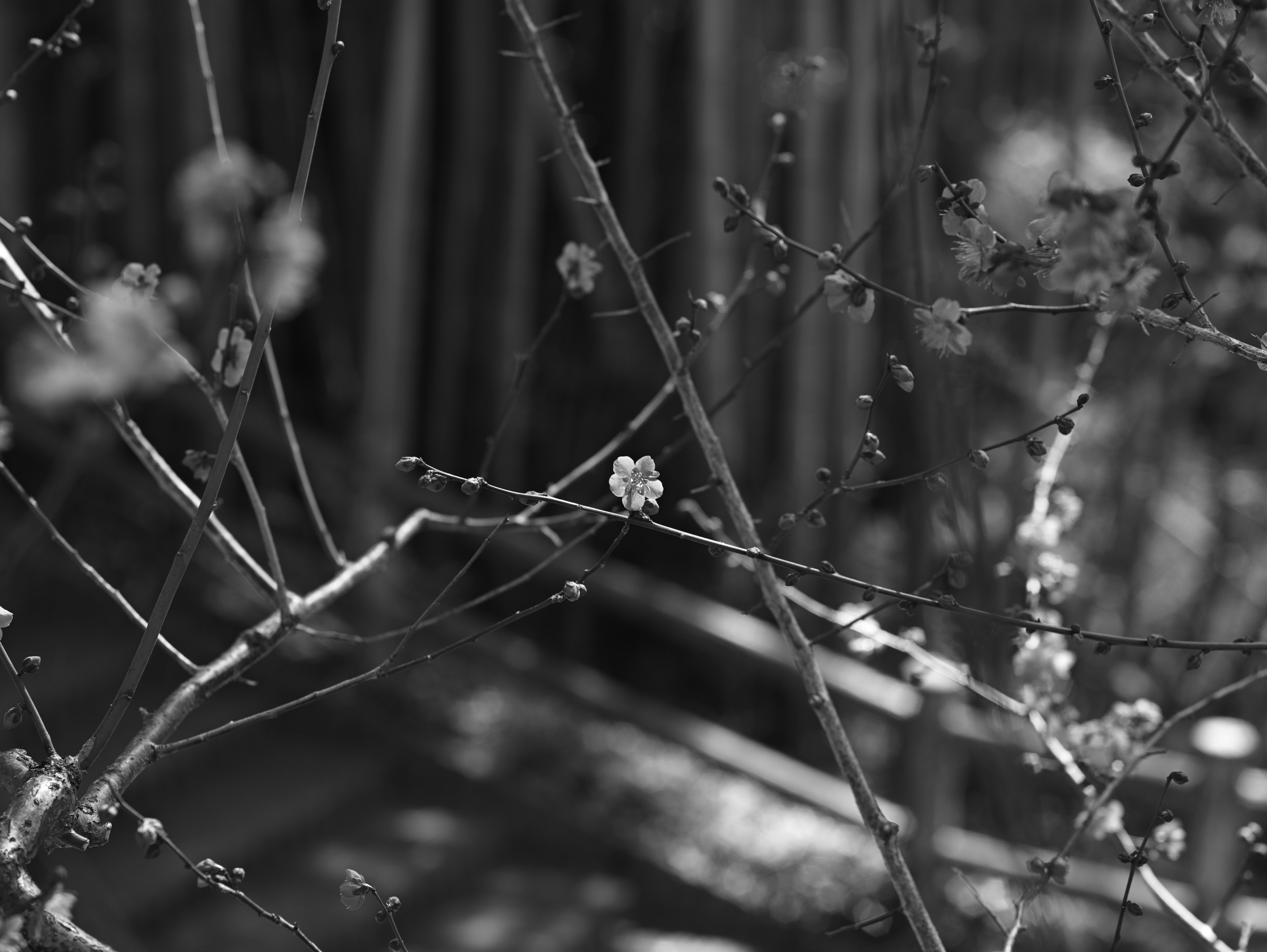 Black and white image of tree branches with flower buds and blurred background