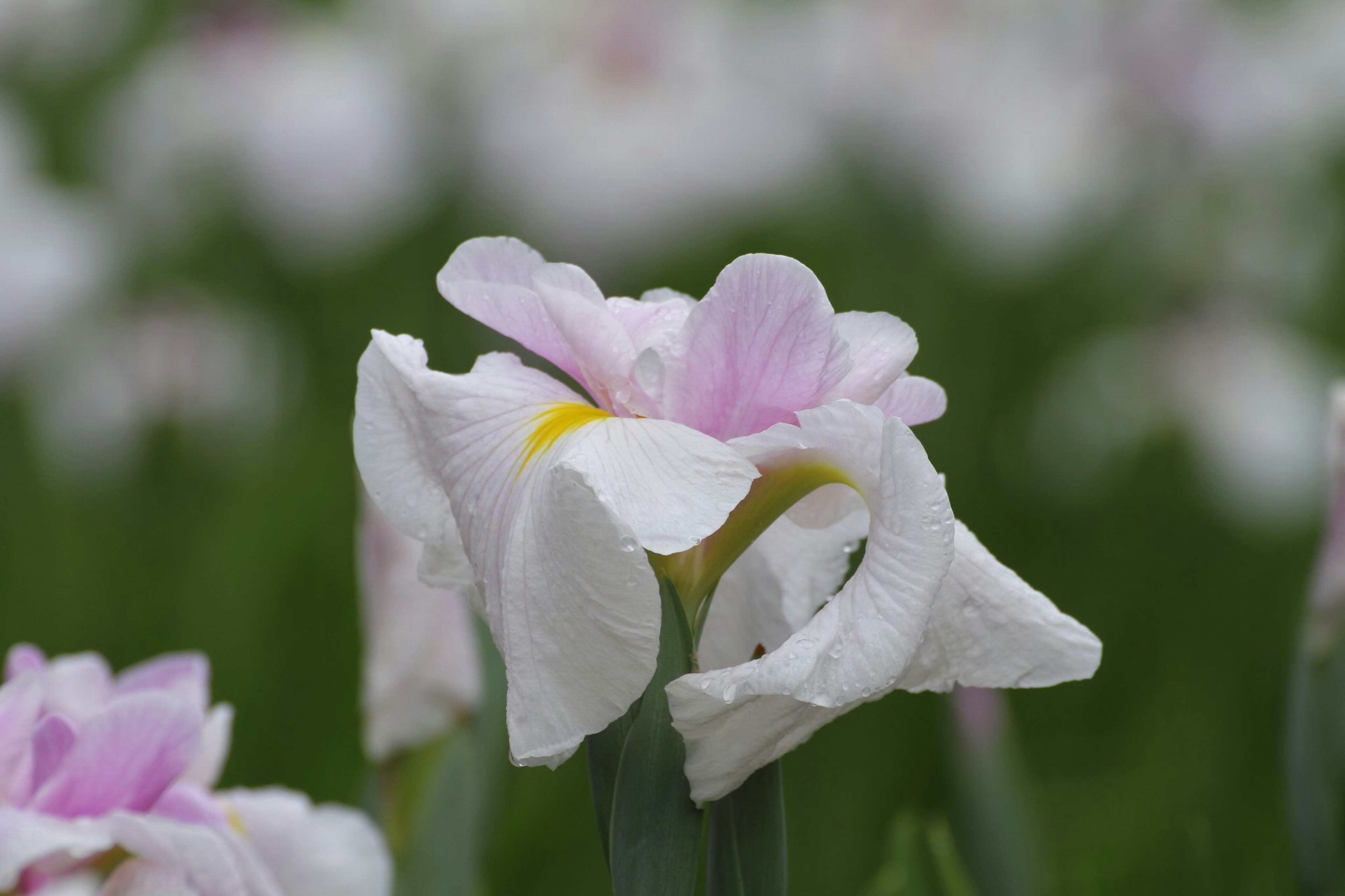 白とピンクのアイリスの花が咲いている様子