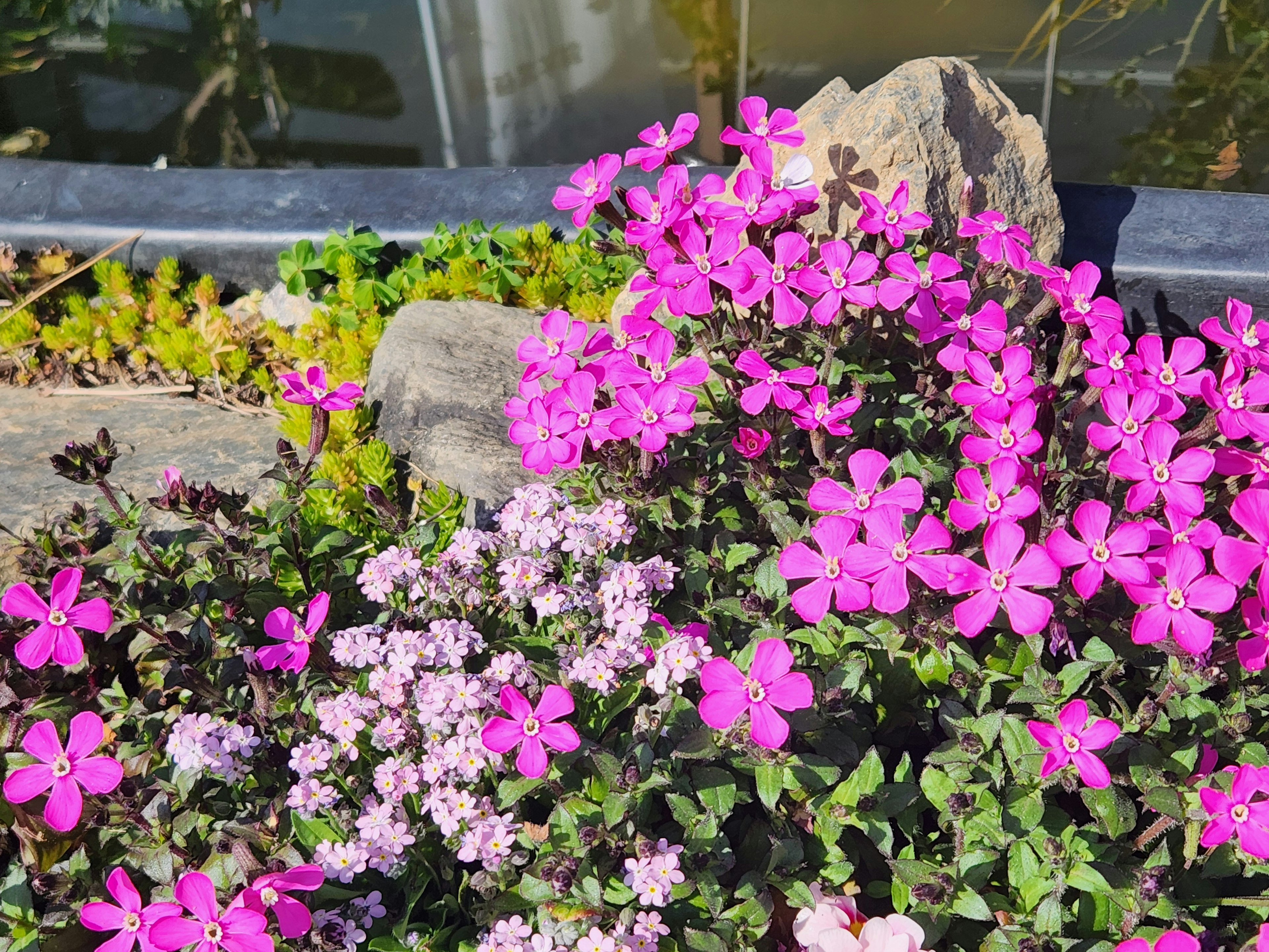 Vibrant pink and light purple flowers blooming in a garden setting