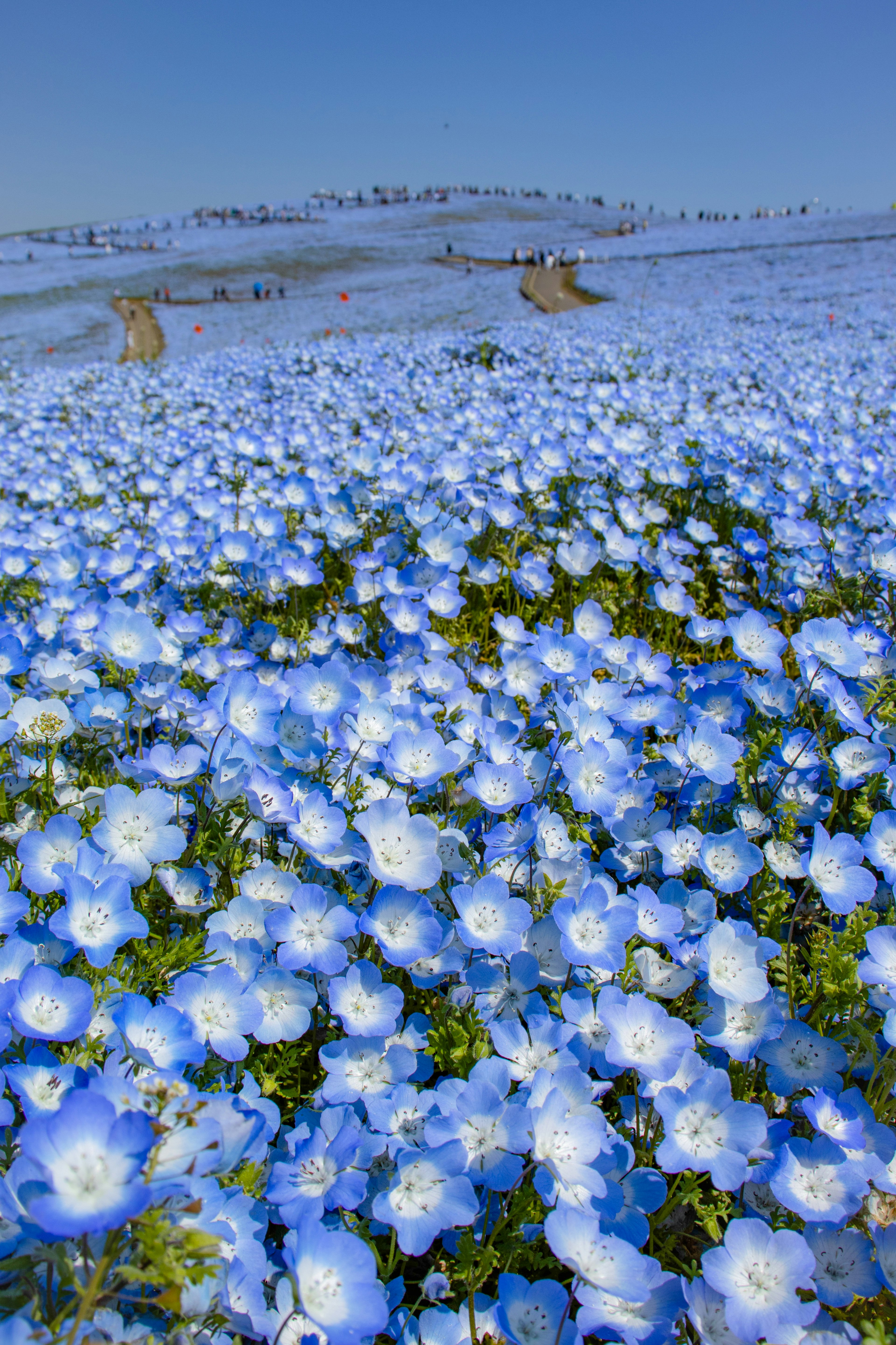 Vaste champ de fleurs bleues sous un ciel dégagé