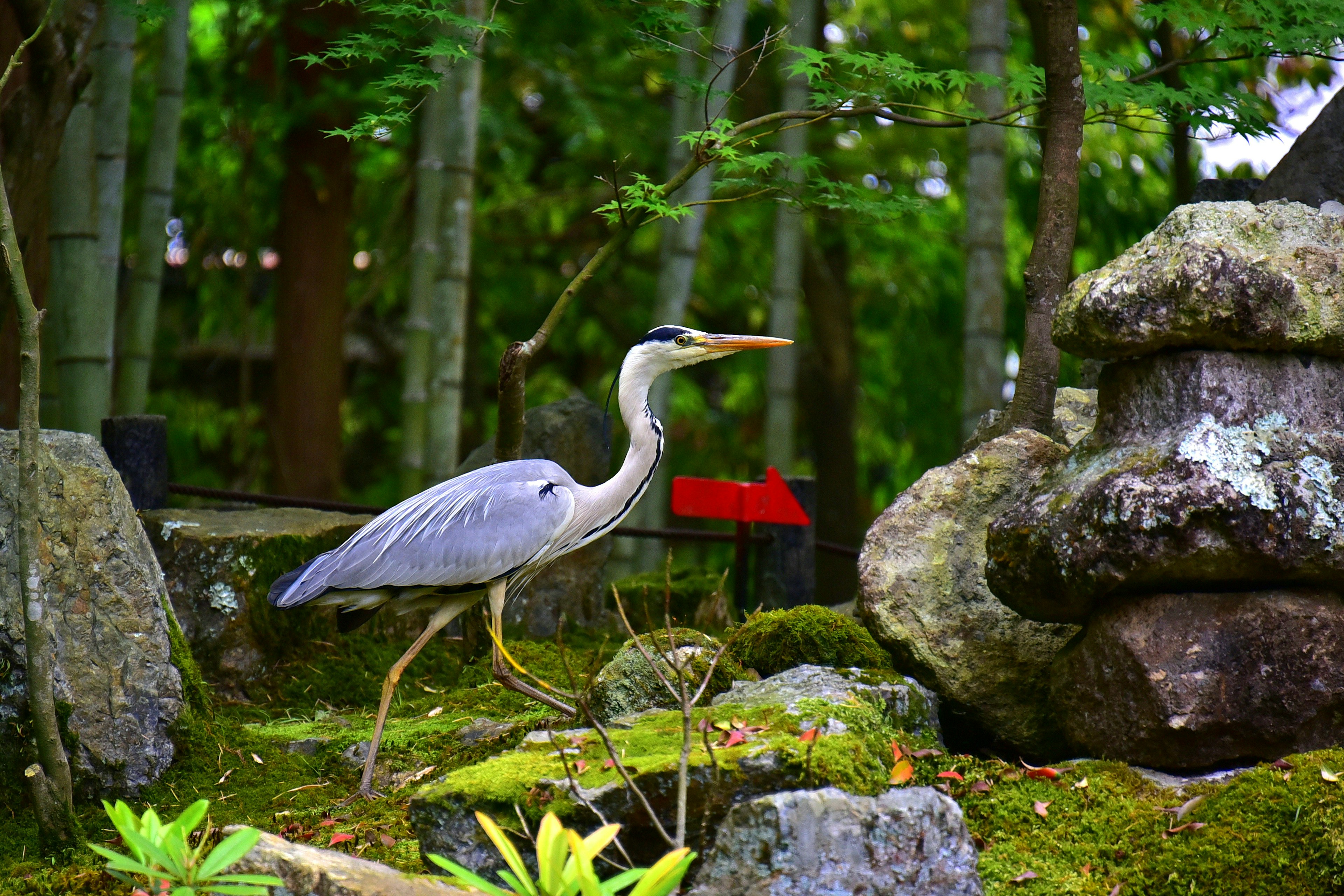 Reiher, der durch einen grünen Garten mit Steinen geht