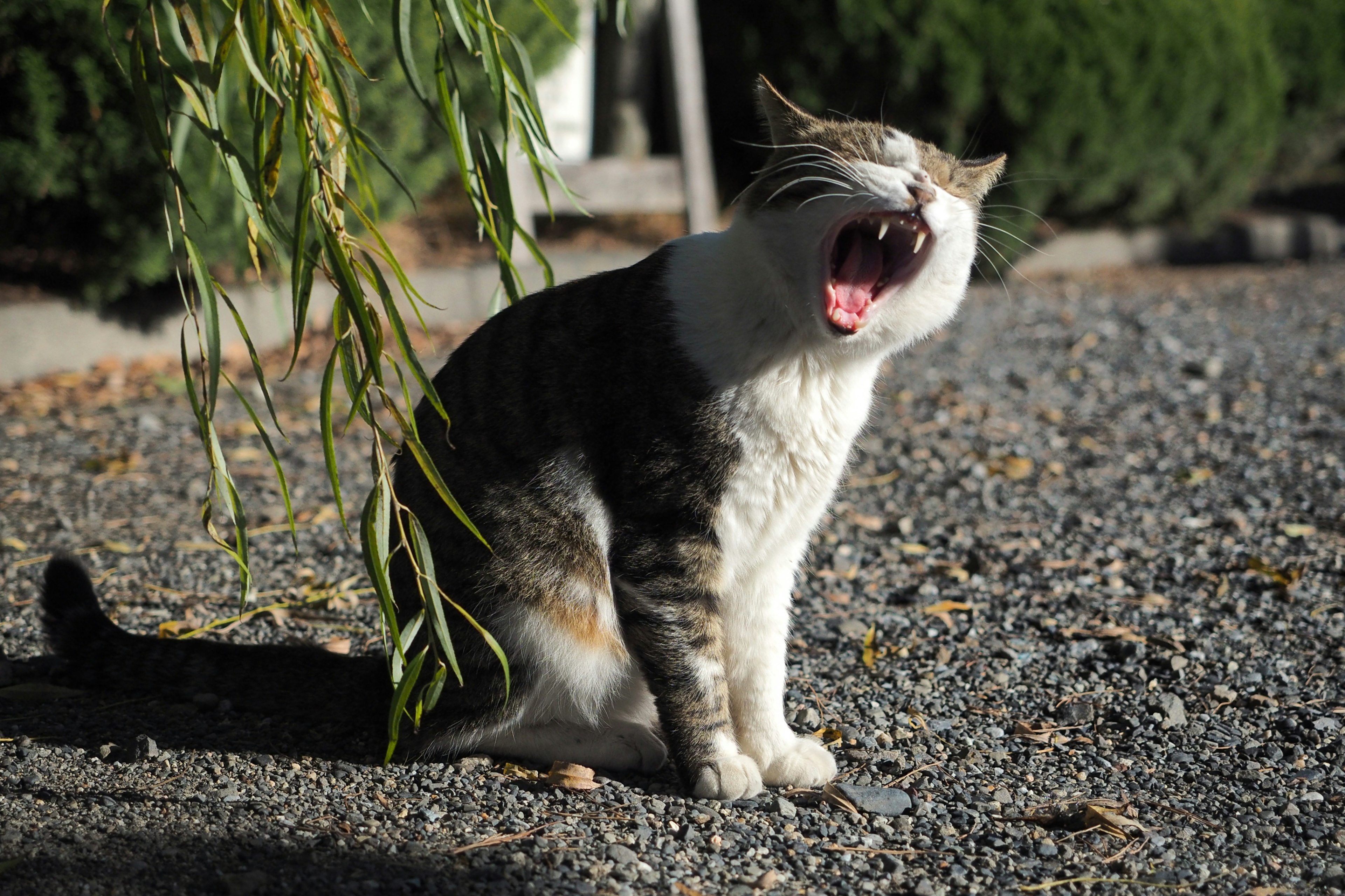 Un gatto seduto su ghiaia con la bocca aperta in un sbadiglio