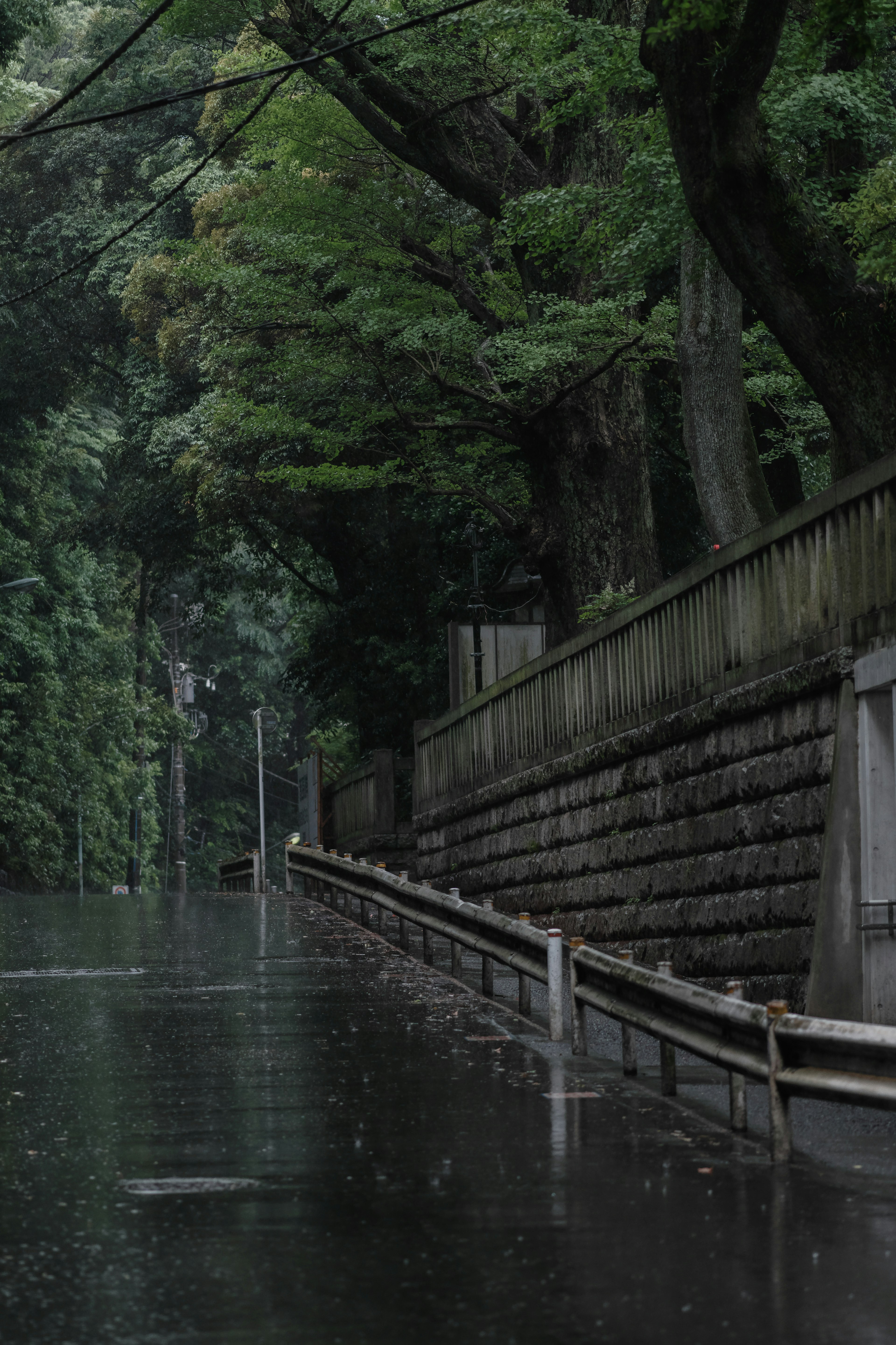 Chemin inondé entouré de verdure luxuriante et d'un mur de pierre