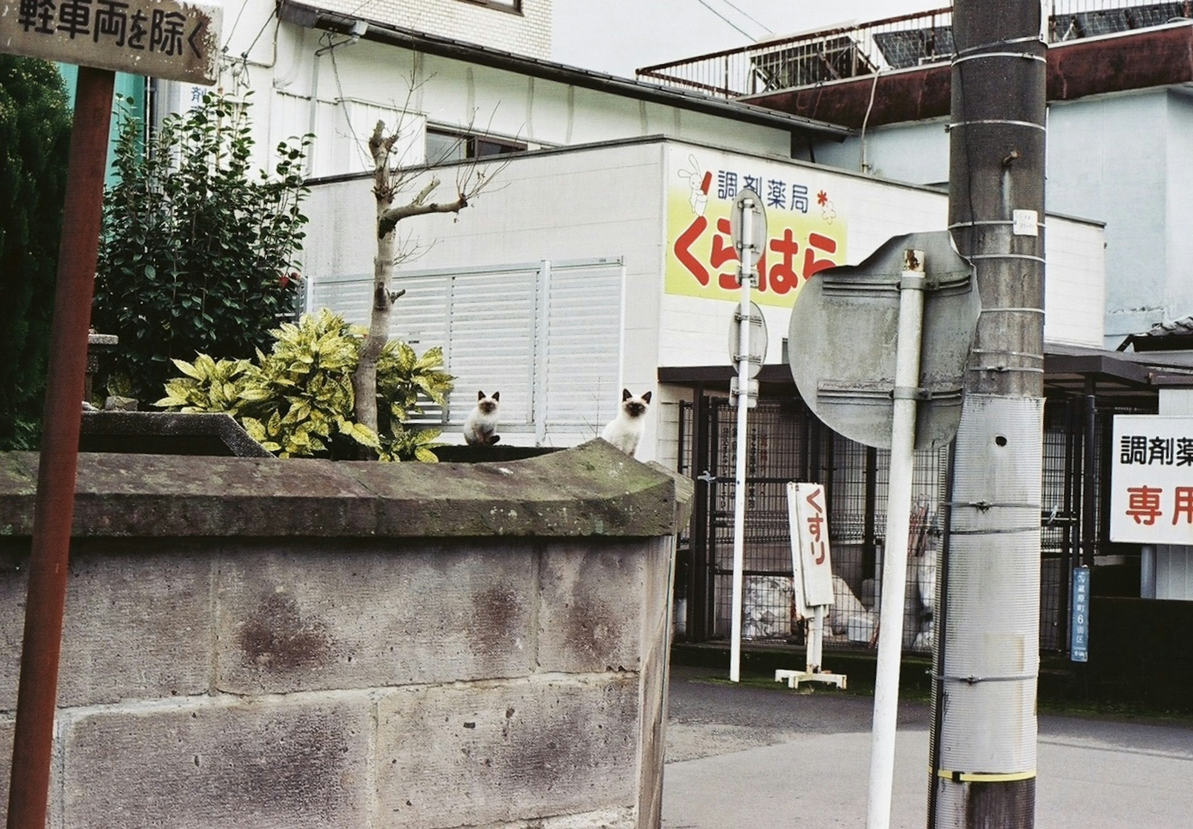 白い猫が壁の上に座っている街角の風景