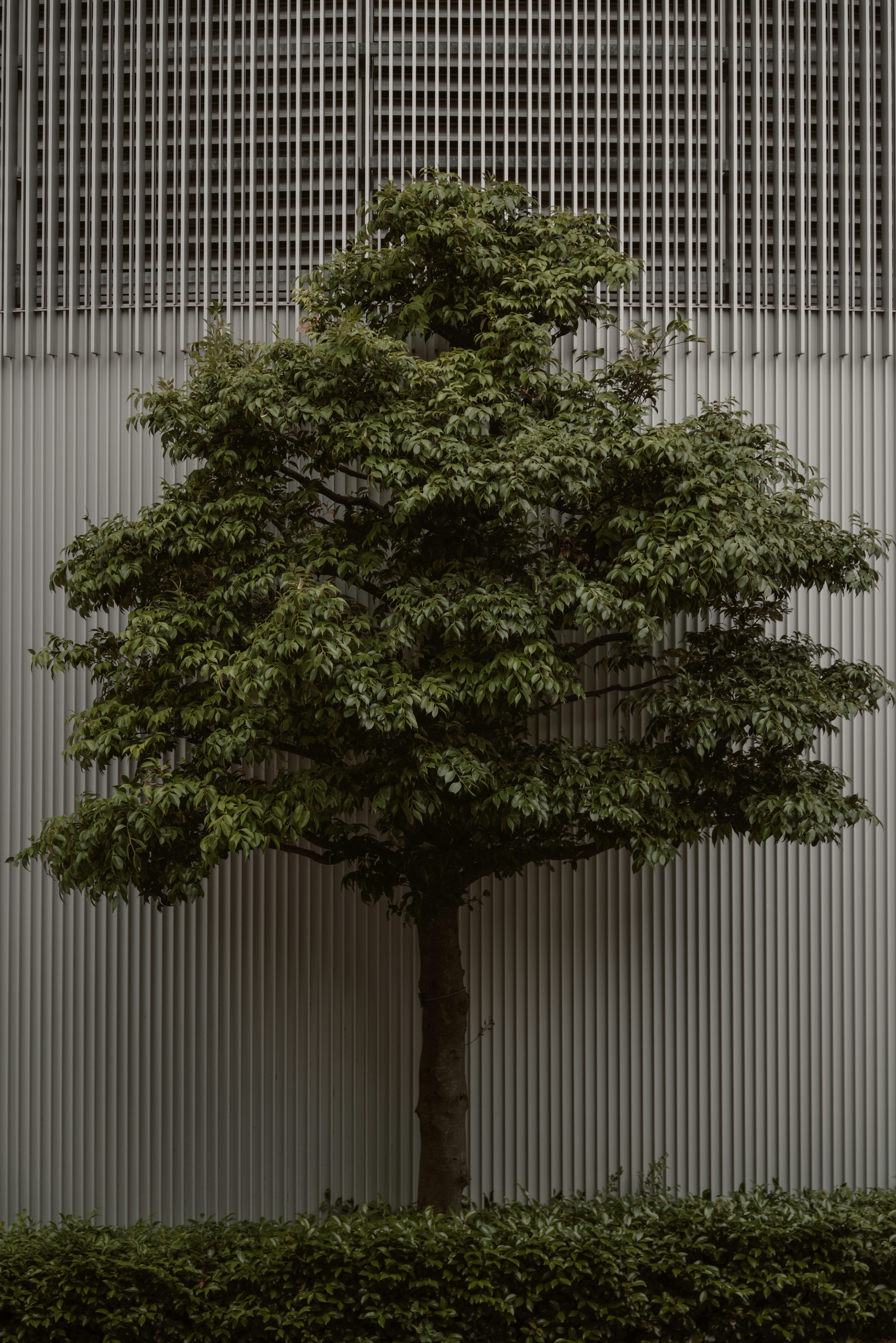 Un arbre feuillu vert devant un fond rayé
