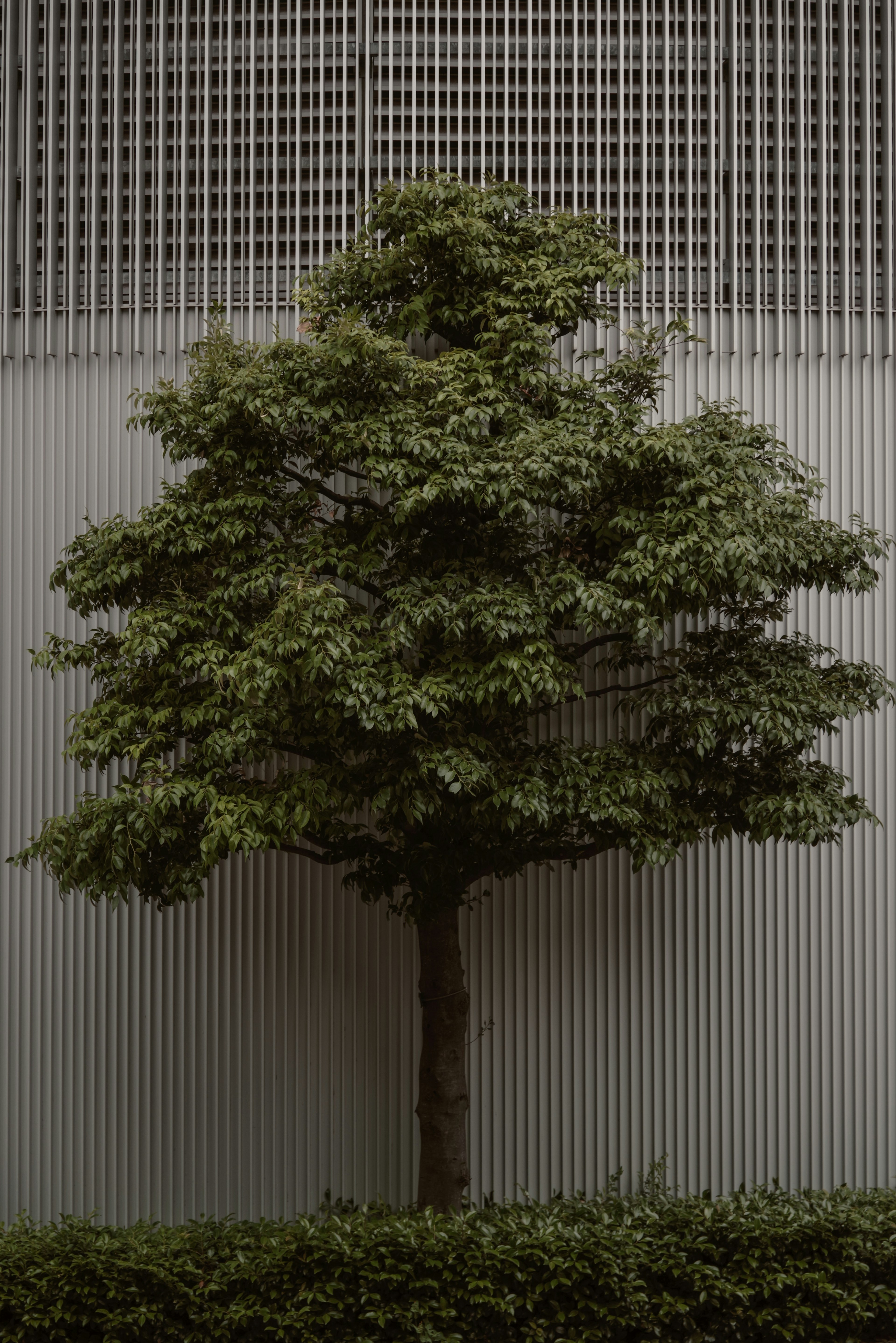 Un arbre feuillu vert devant un fond rayé