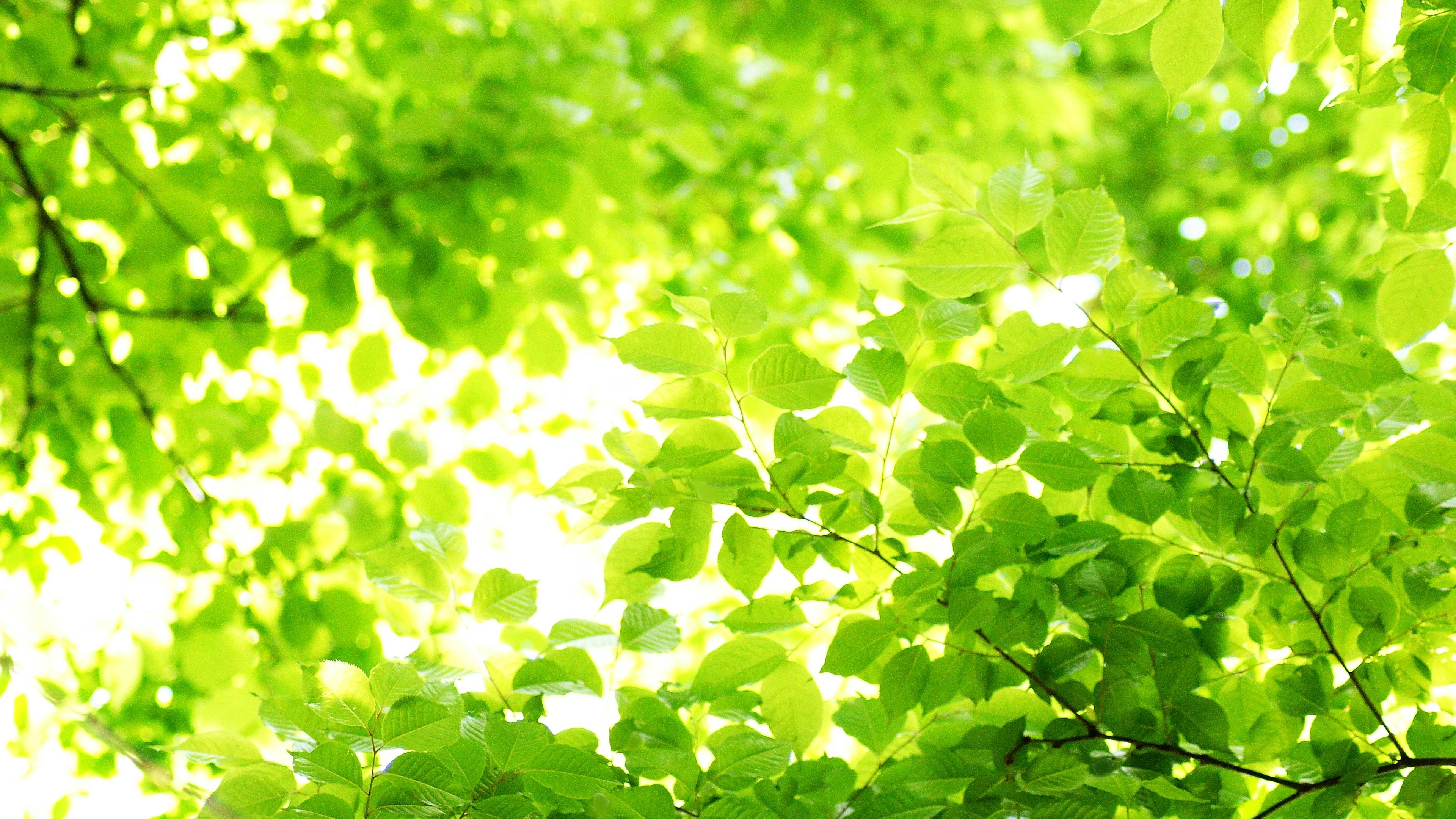 Pemandangan daun hijau subur dari atas