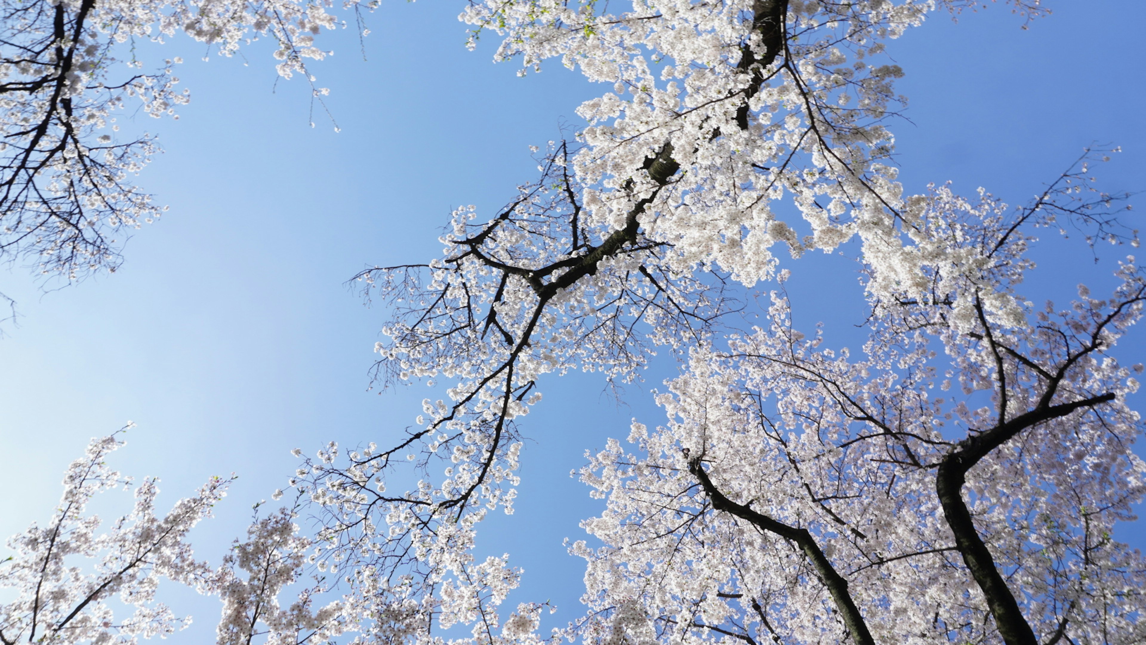 Blick von unten auf blühende Kirschbäume vor blauem Himmel