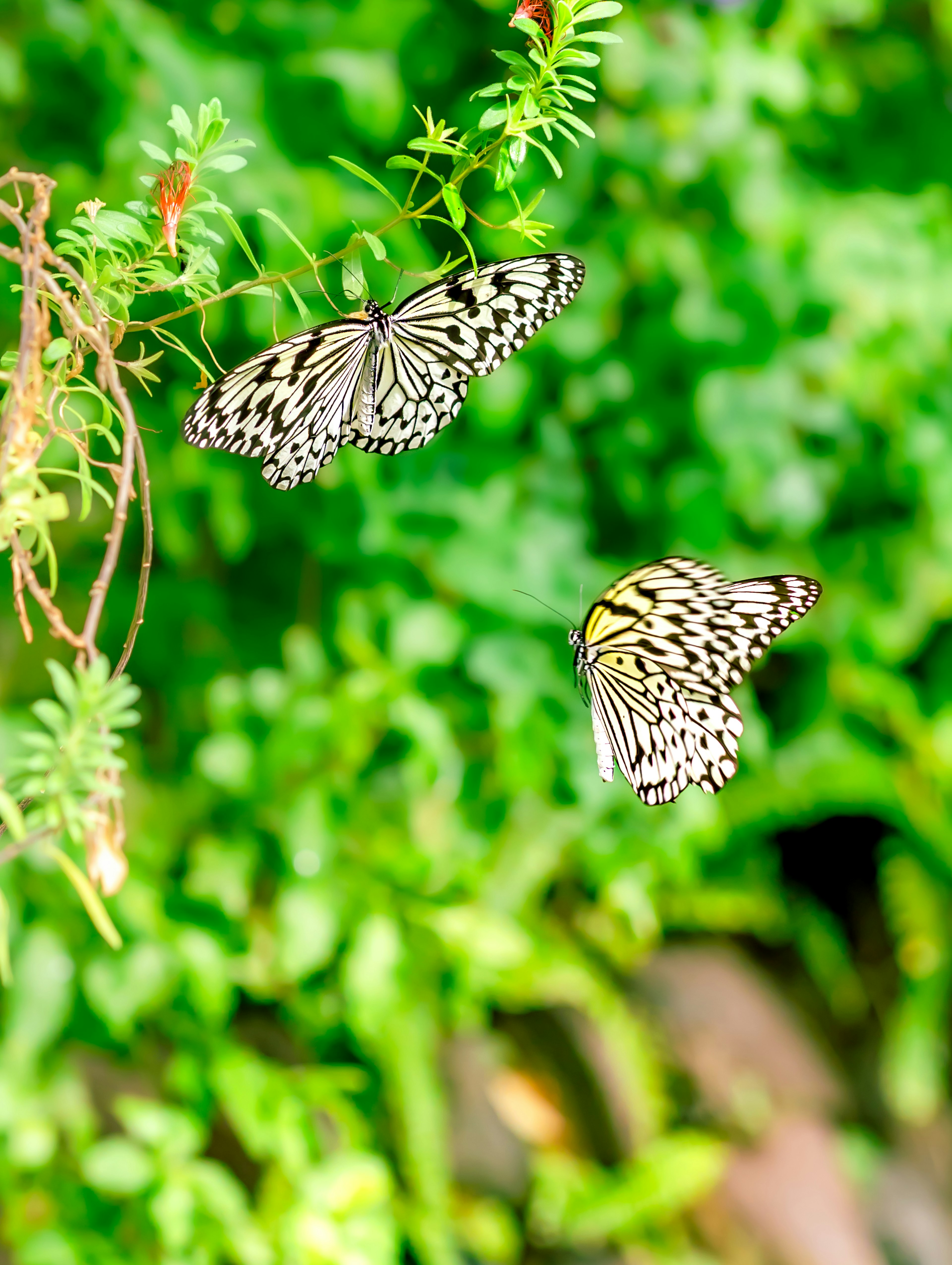 Zwei schwarz-weiße Schmetterlinge fliegen vor grünem Hintergrund