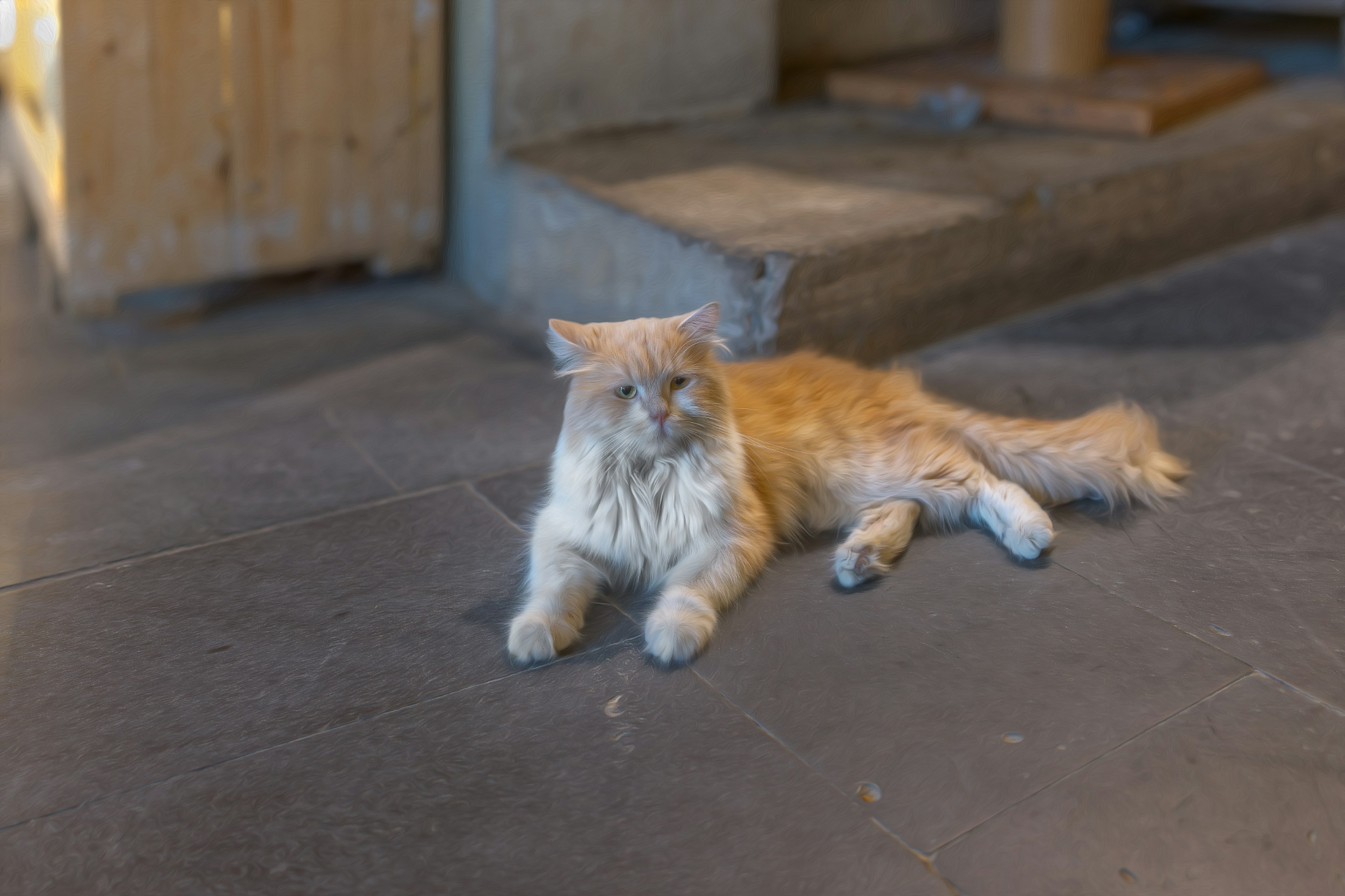 Un chat orange moelleux allongé sur un sol sombre dans un cadre confortable