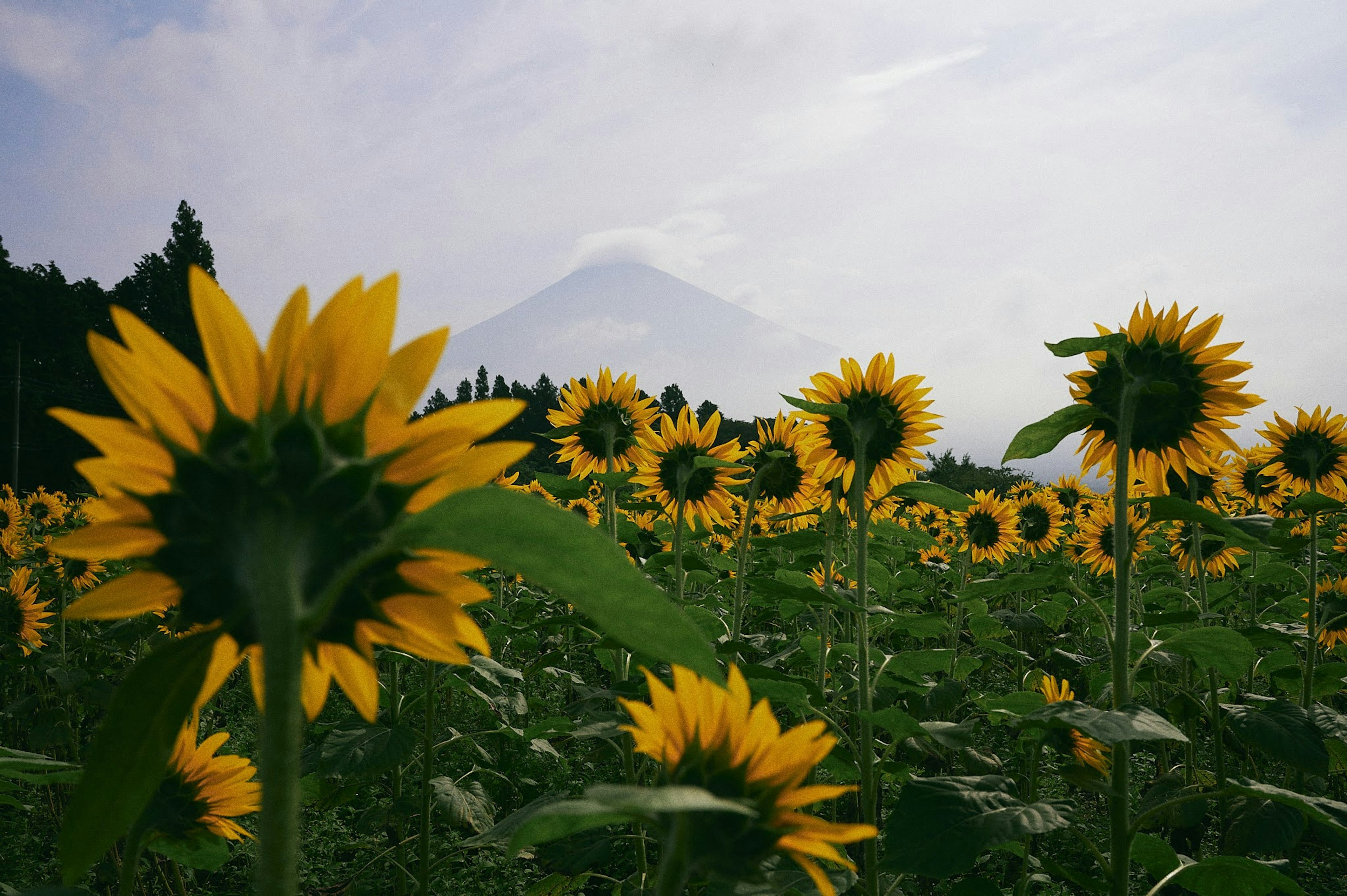 Heller Sonnenblumenfeld mit Bergen im Hintergrund