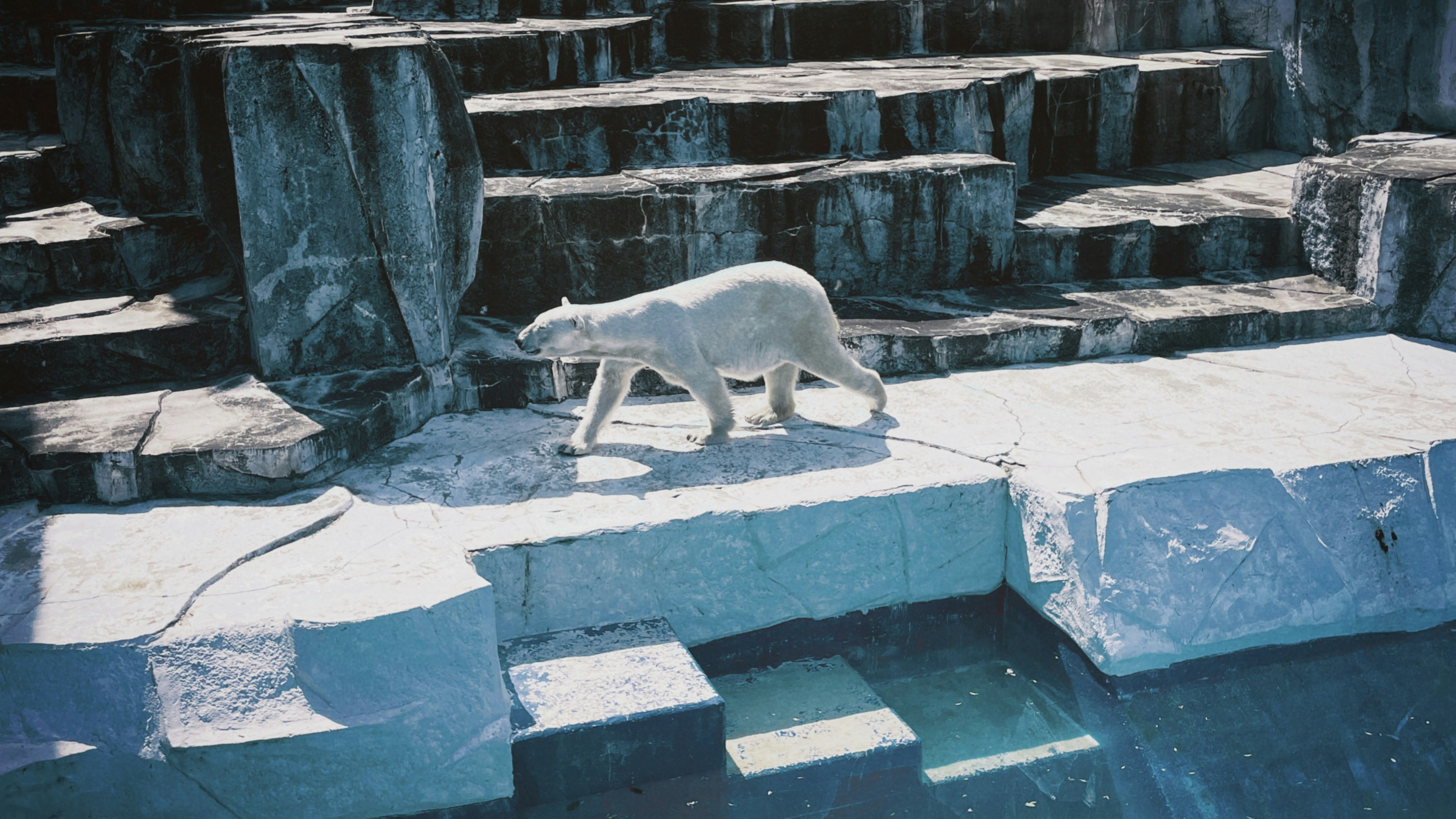 Un oso polar caminando sobre terreno rocoso cerca del agua