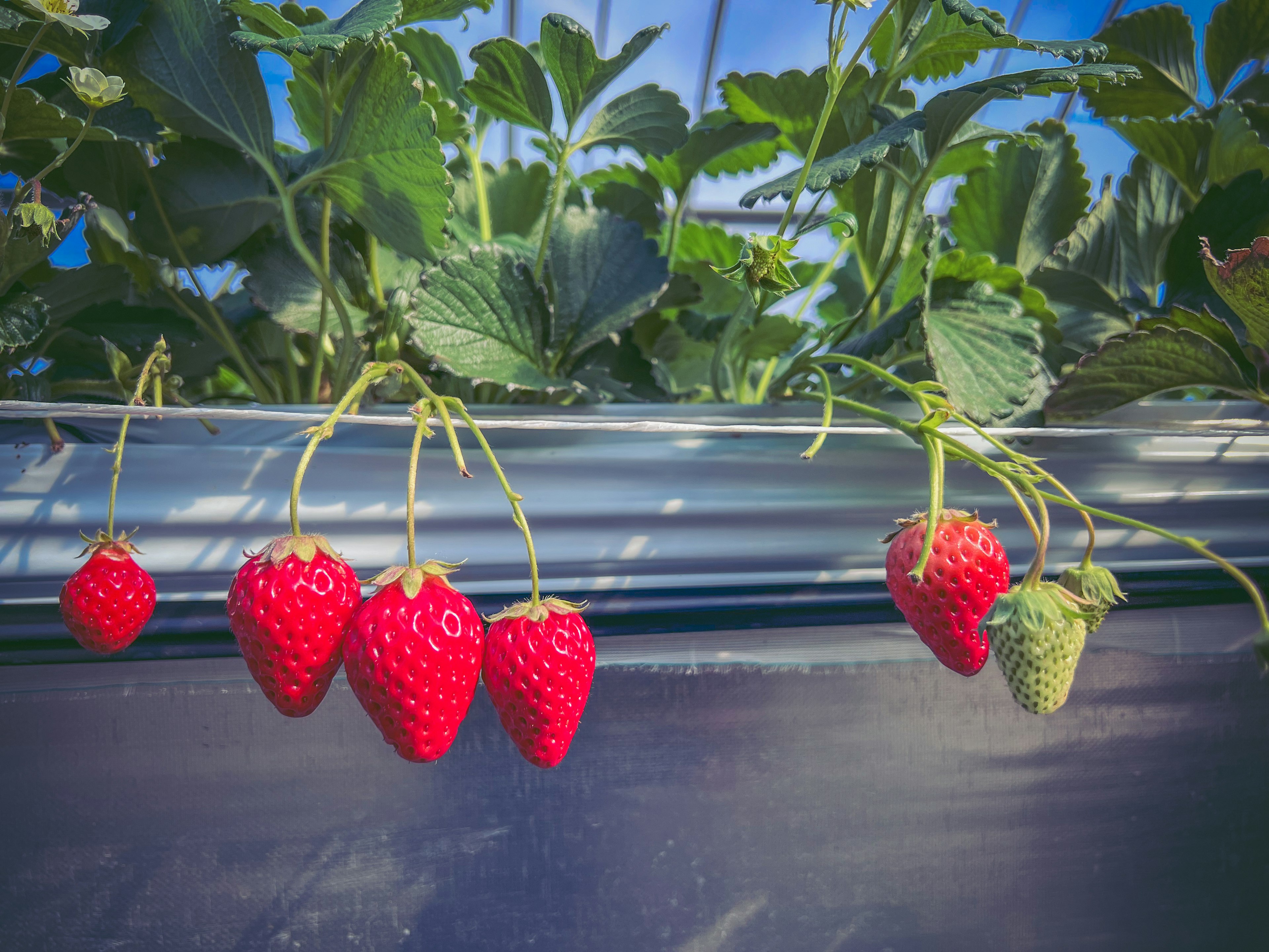 Red strawberries hanging among green leaves