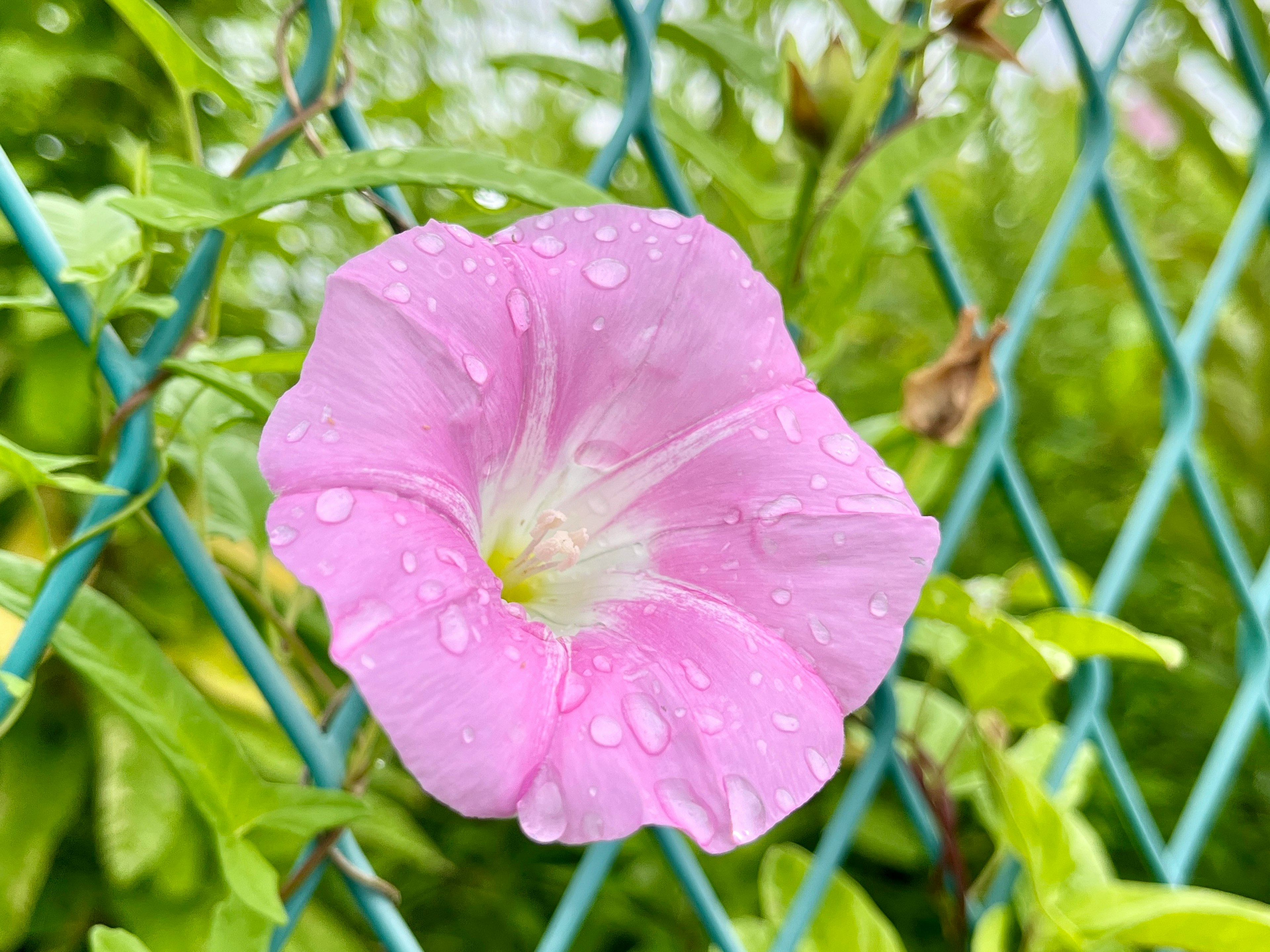 青いフェンスに咲くピンクの花 水滴がついている