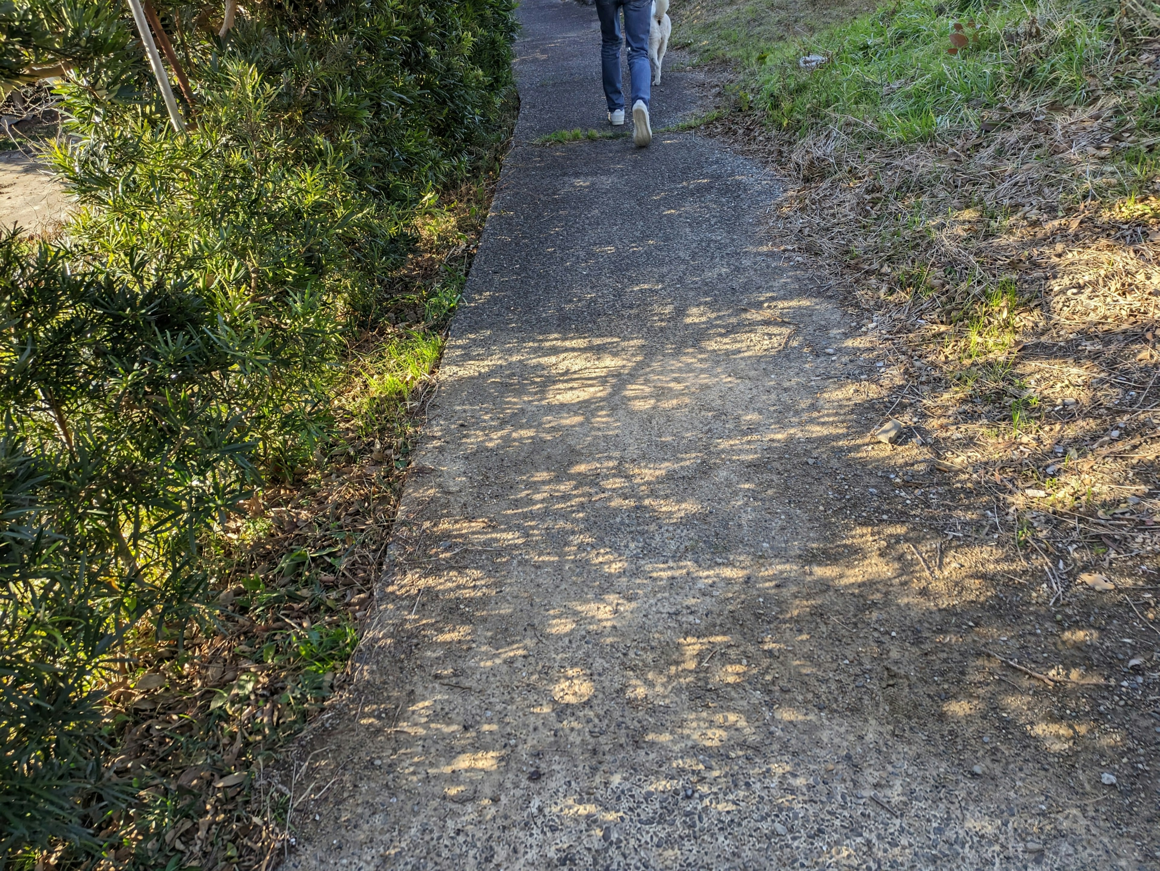 Person walking on a paved path surrounded by green scenery