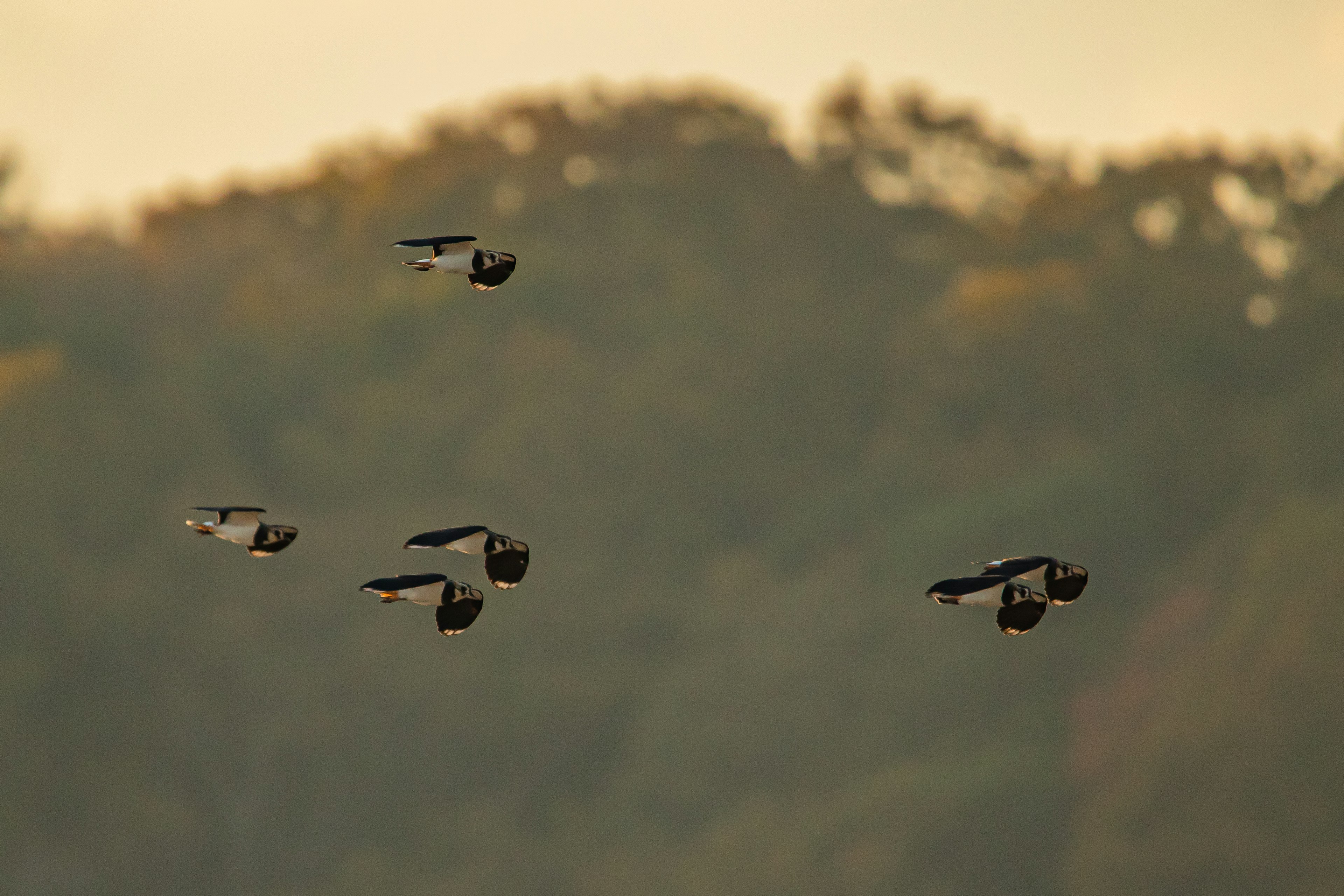 Un groupe d'oiseaux volant dans le ciel du coucher de soleil