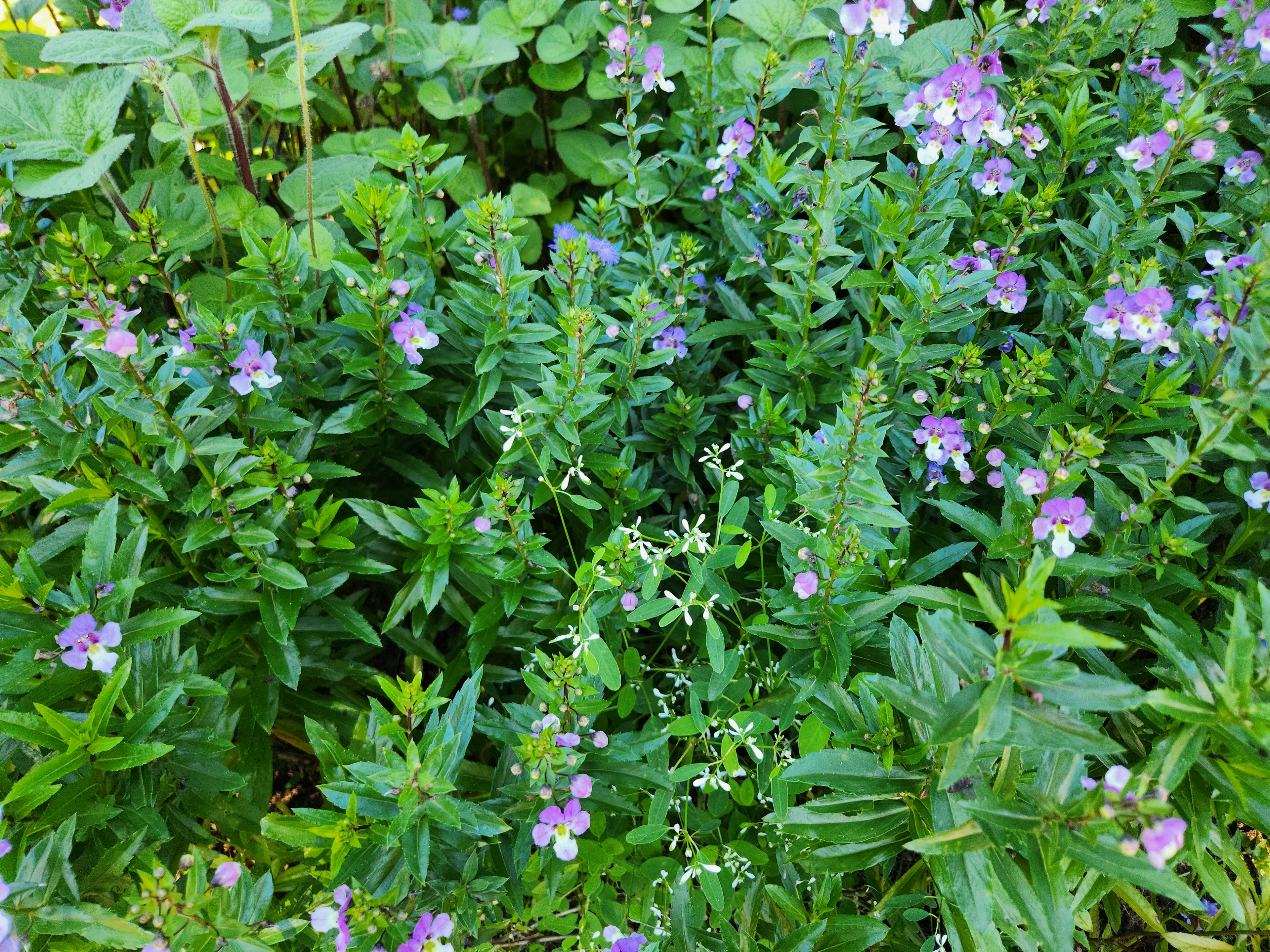 A garden scene with purple flowers surrounded by green leaves