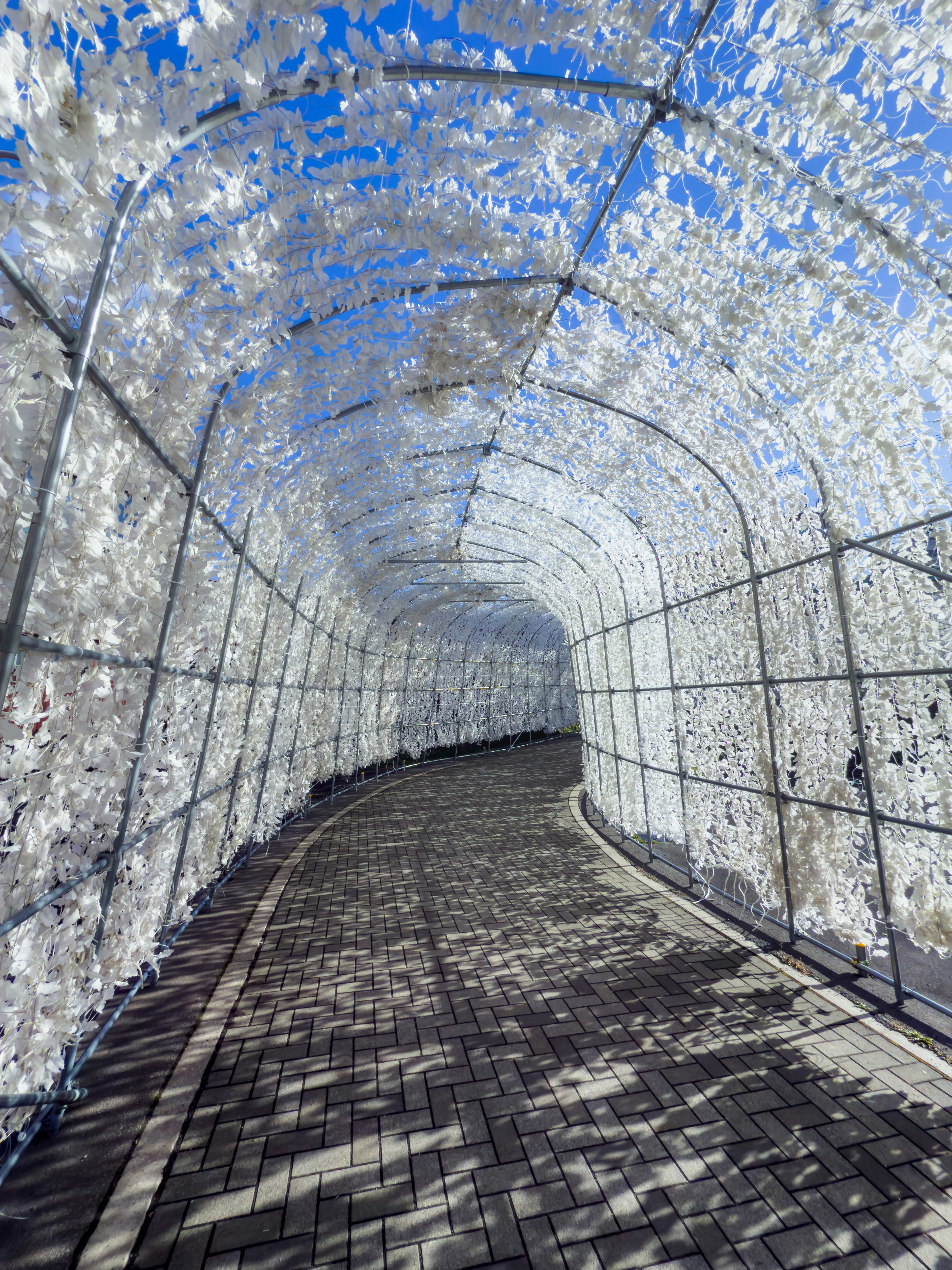 A tunnel covered in white flowers with a stone pathway