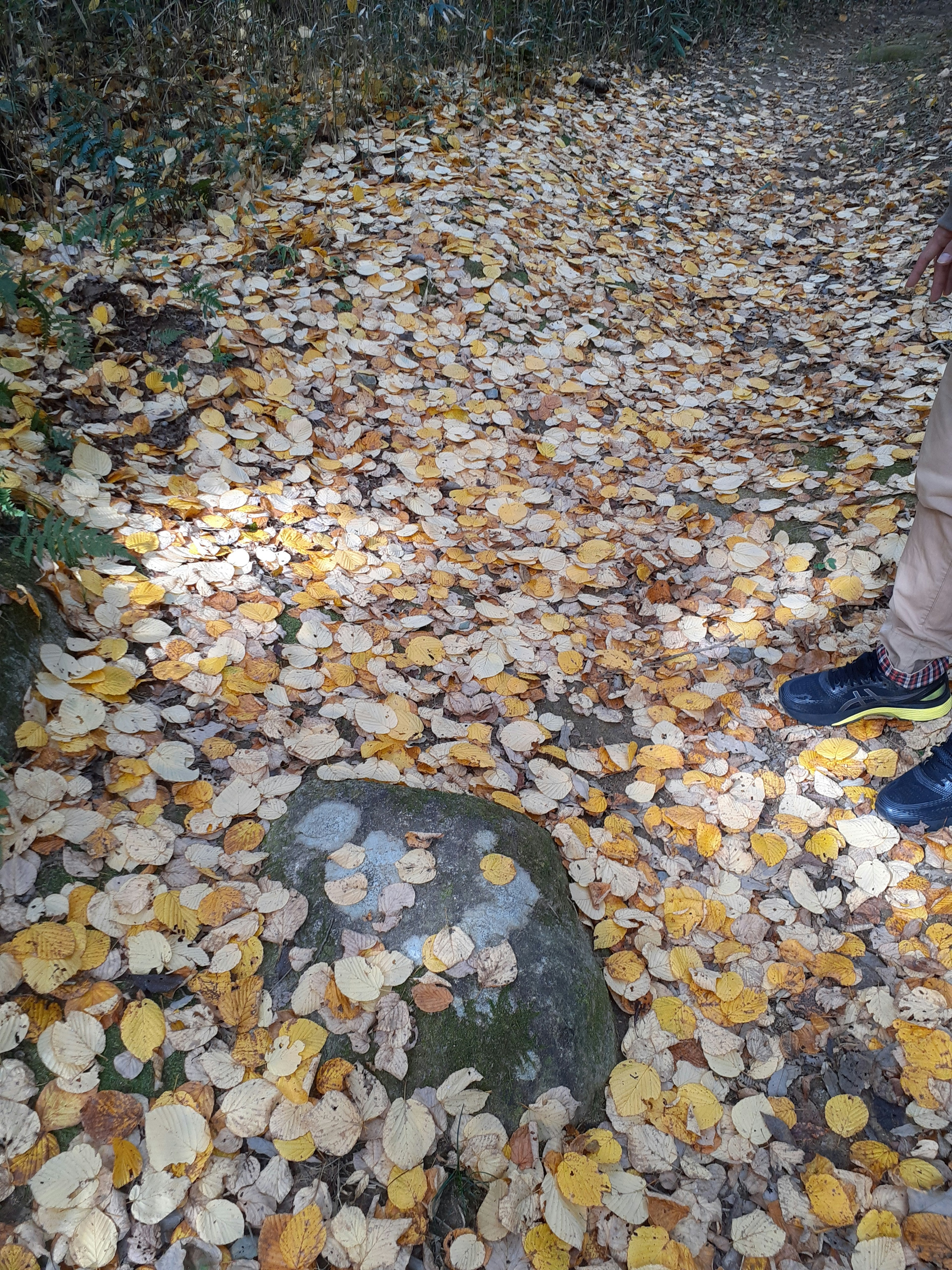 Bild eines Weges bedeckt mit Herbstblättern