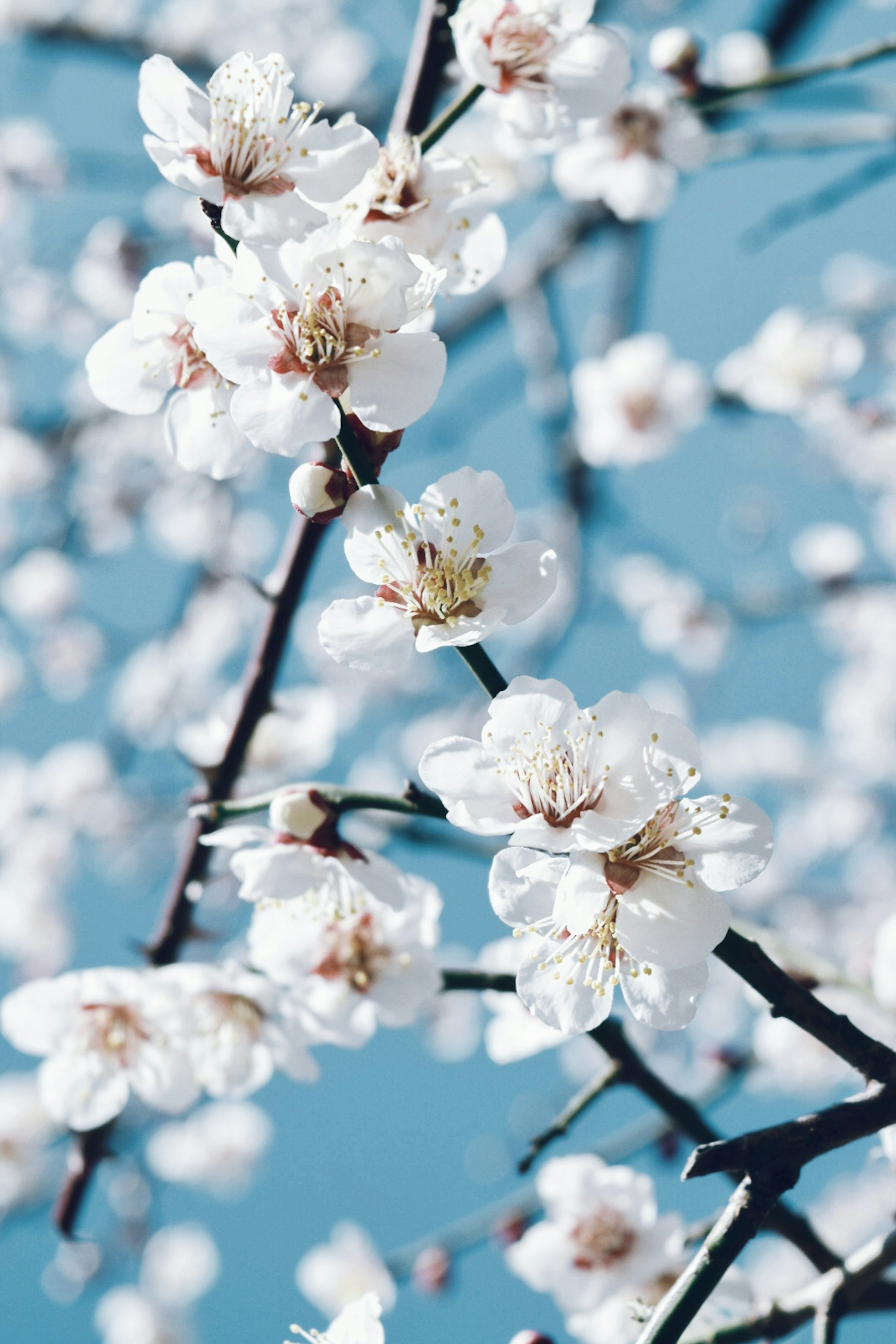 青空を背景にした桜の花が咲いている枝のクローズアップ