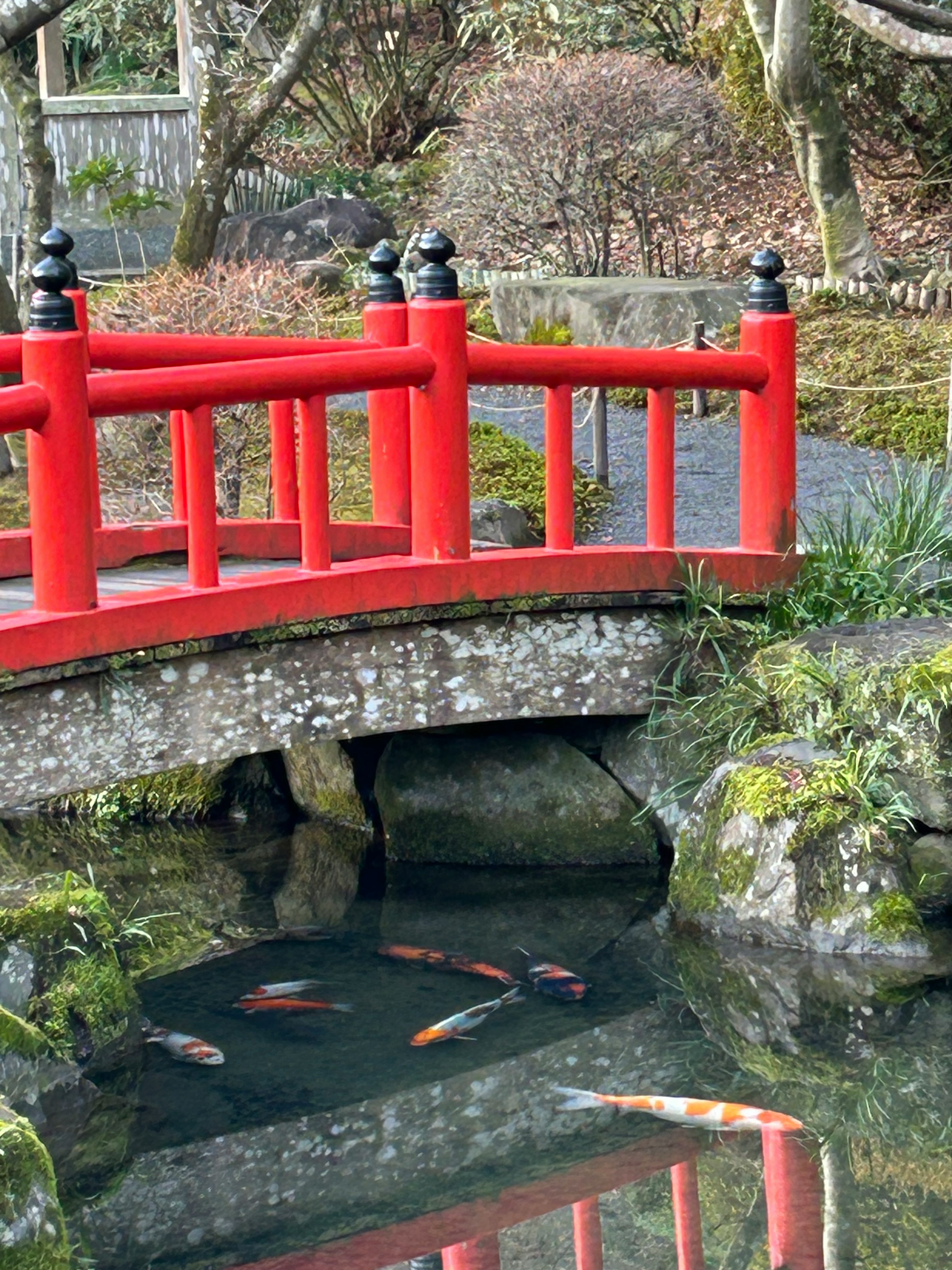 赤い橋と池に泳ぐ鯉の美しい日本庭園の風景