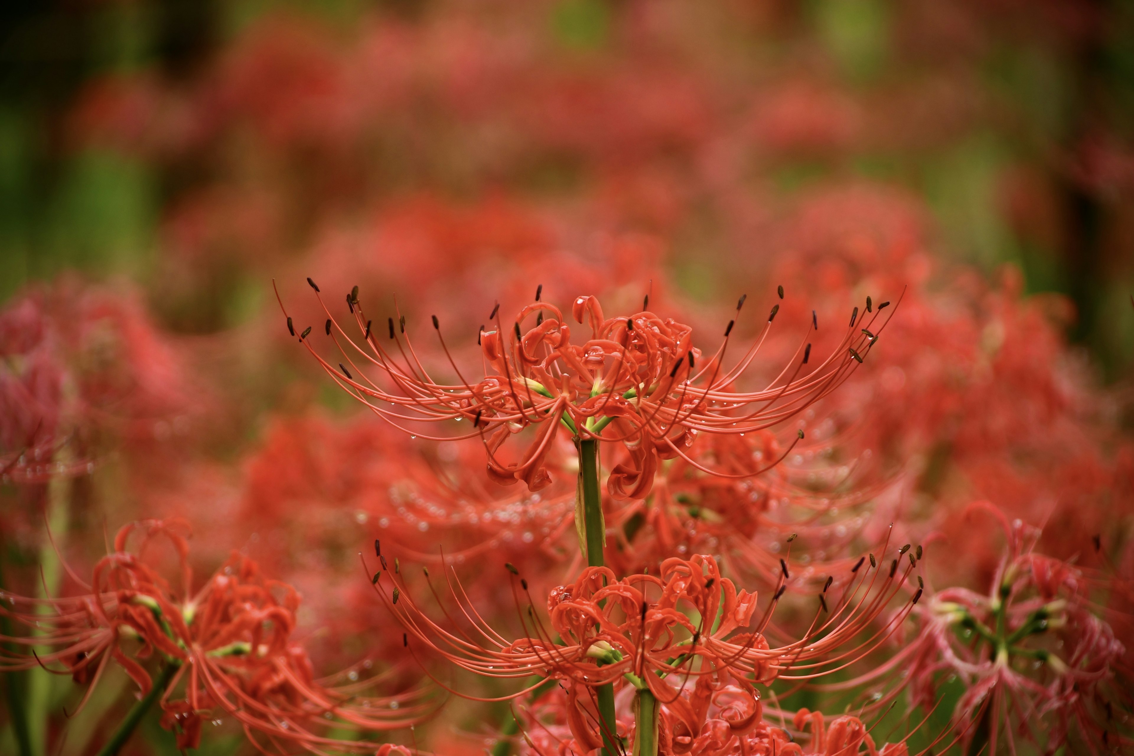 Feld mit blühenden roten Spinnenlilien