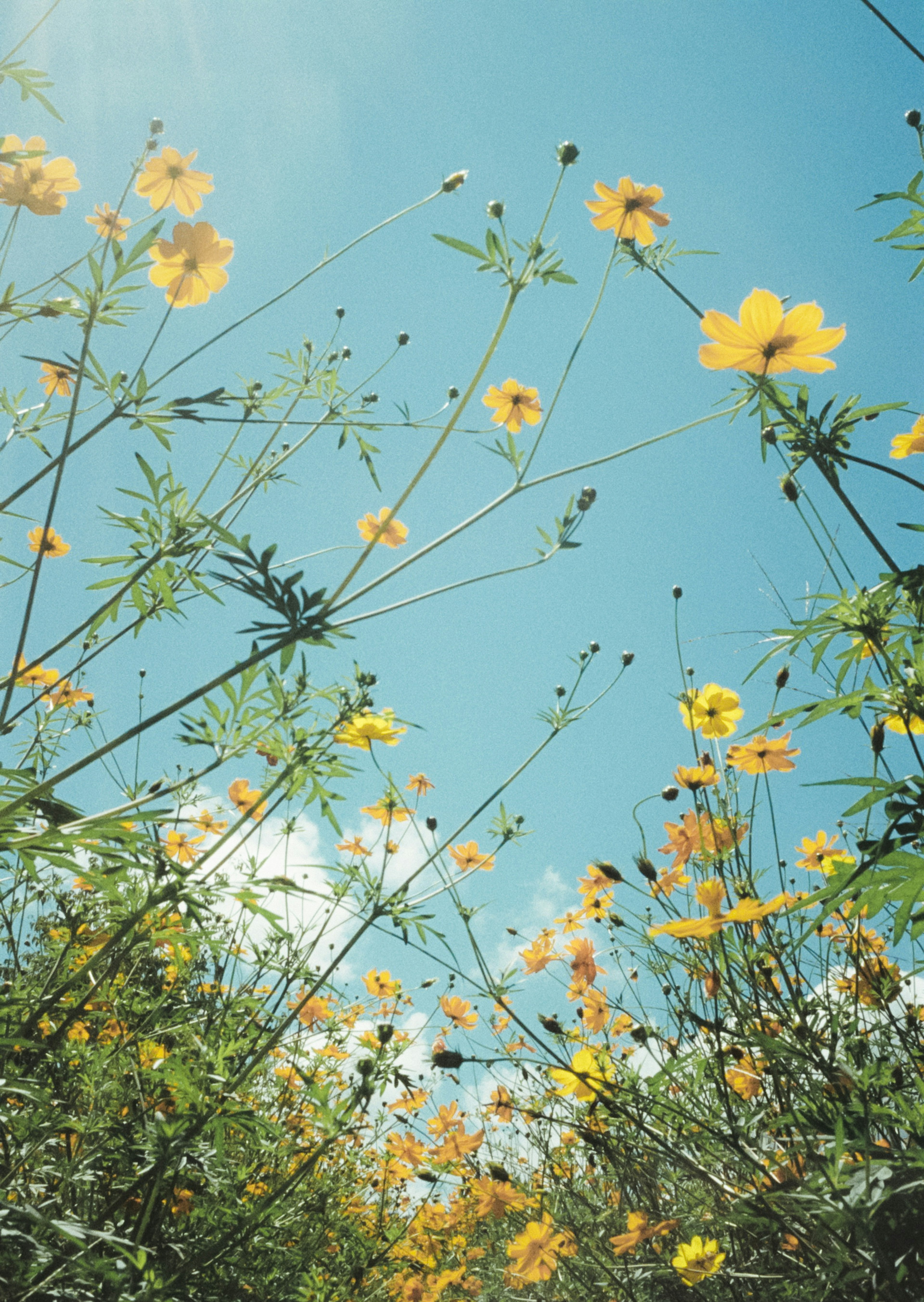 Un grupo de flores amarillas que se elevan hacia el cielo azul