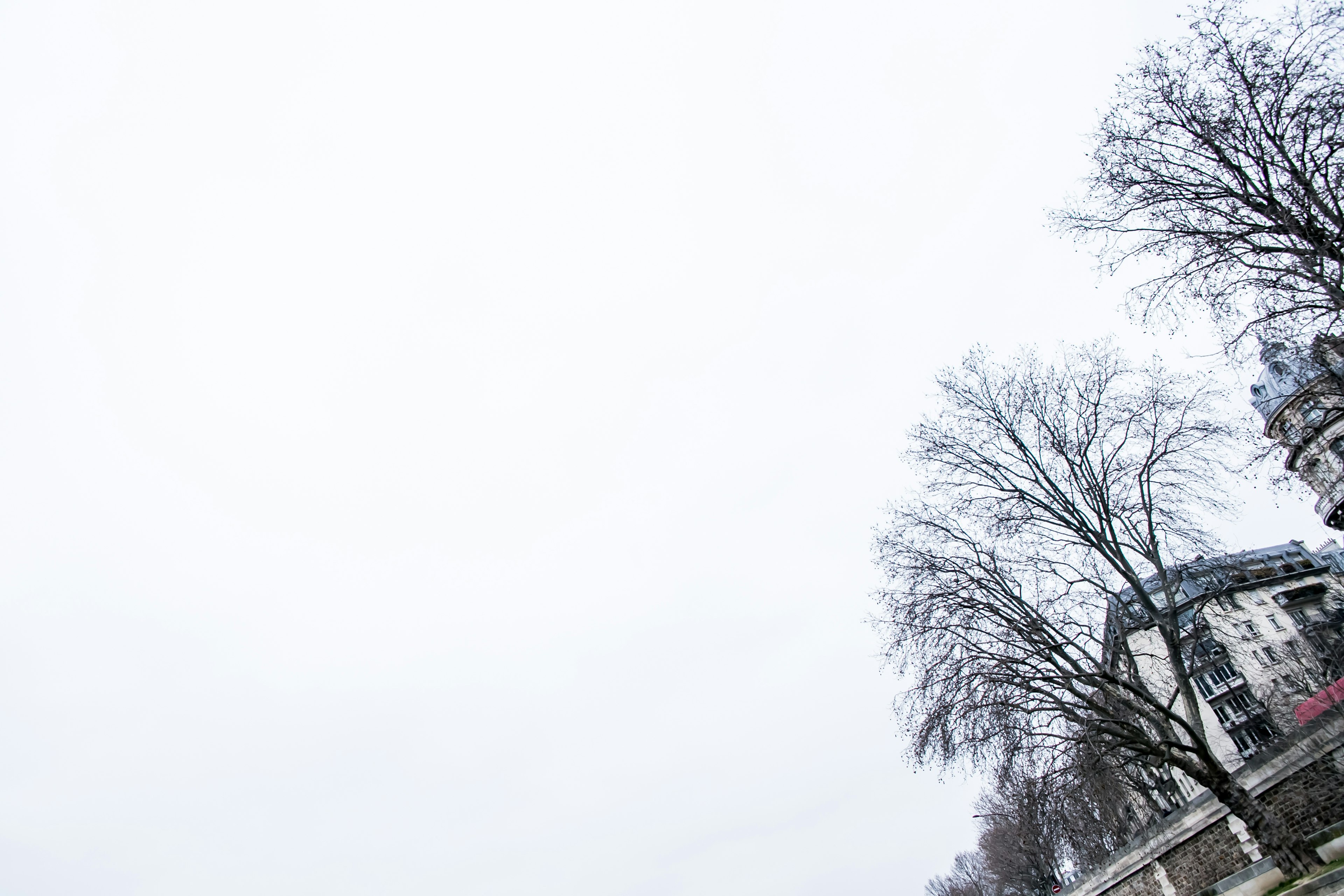 Una scena invernale con alberi spogli e cielo grigio