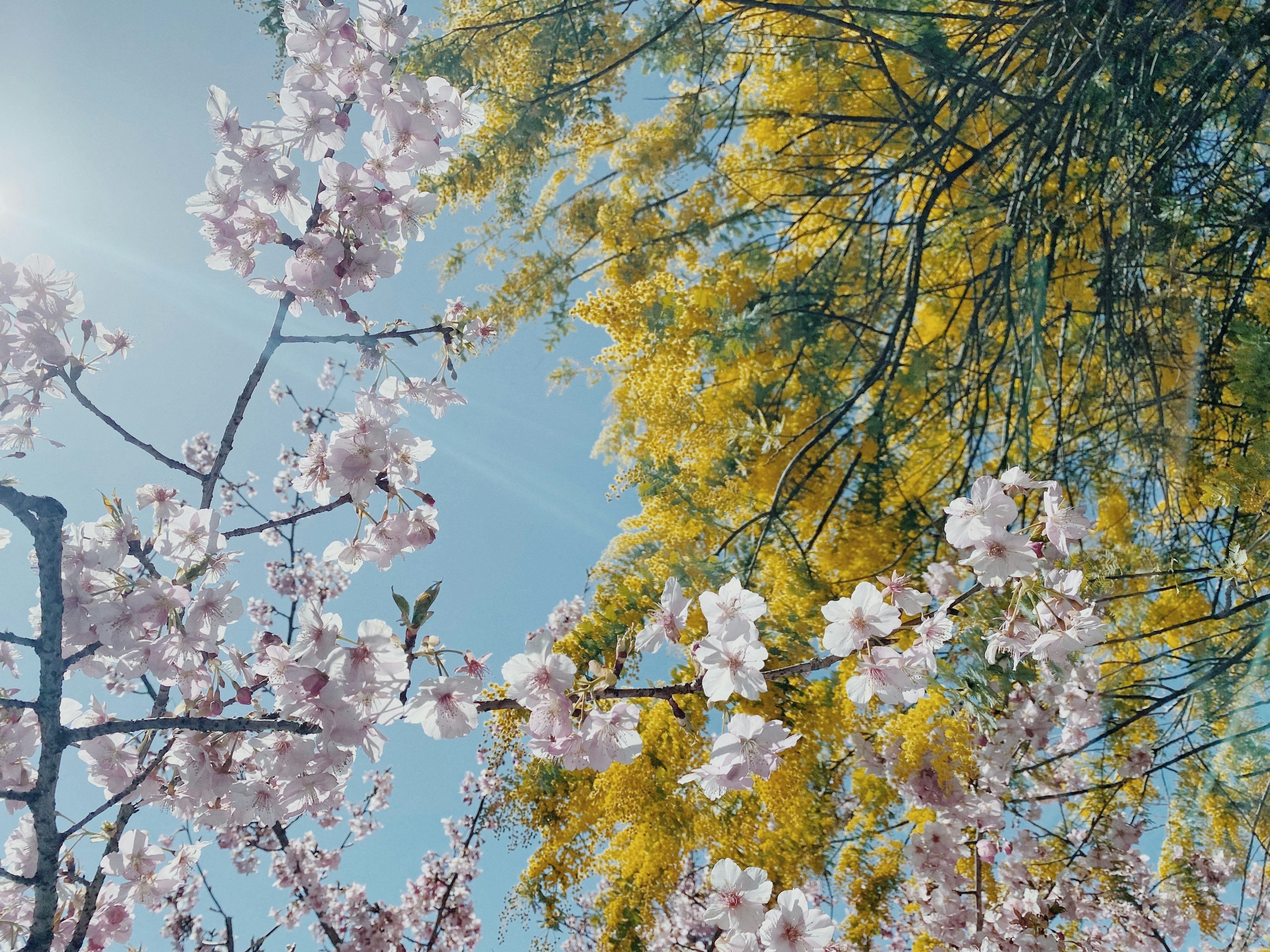 青空の下に咲く桜と黄色い木の葉