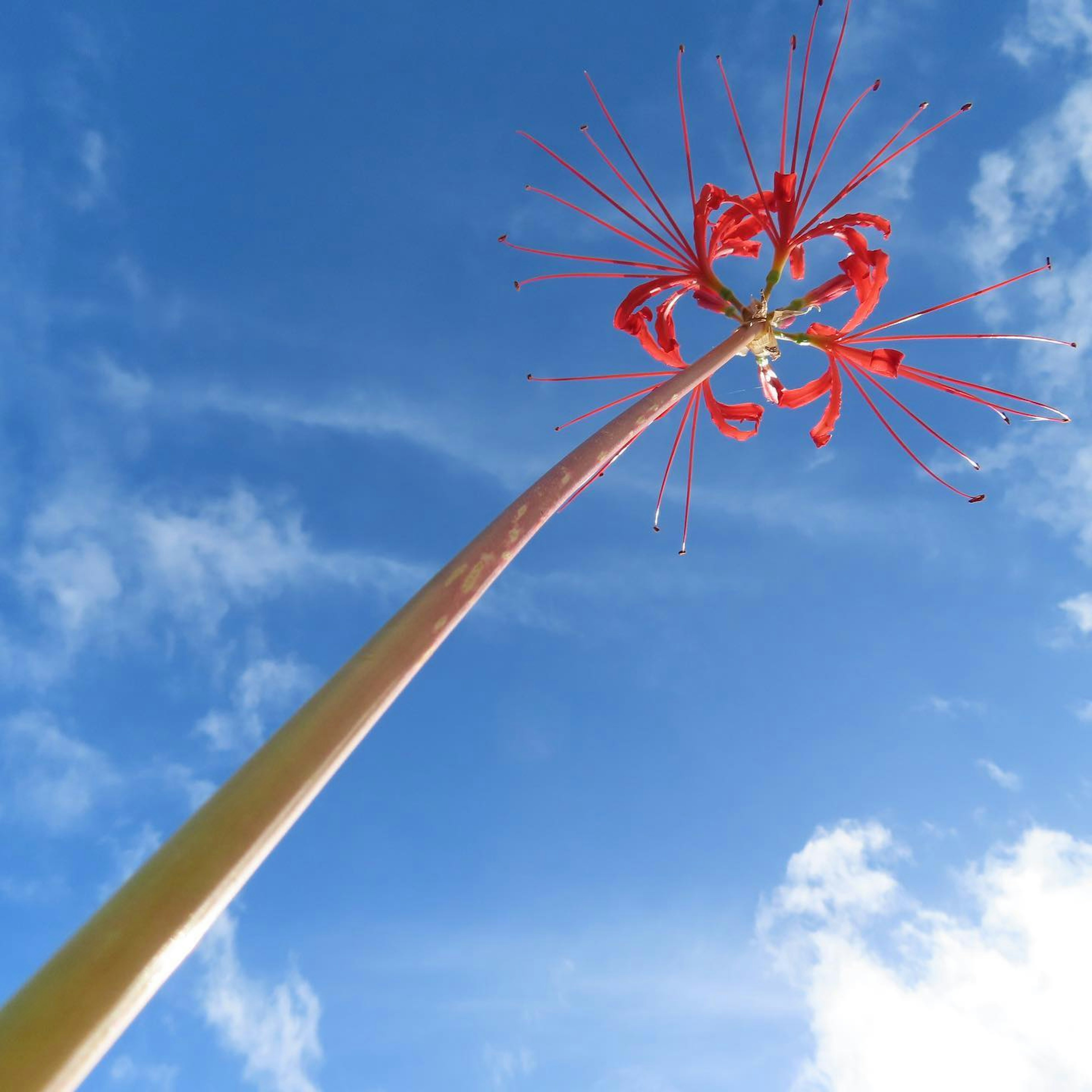 Hohe Pflanze mit lebhaften roten Blüten vor blauem Himmel