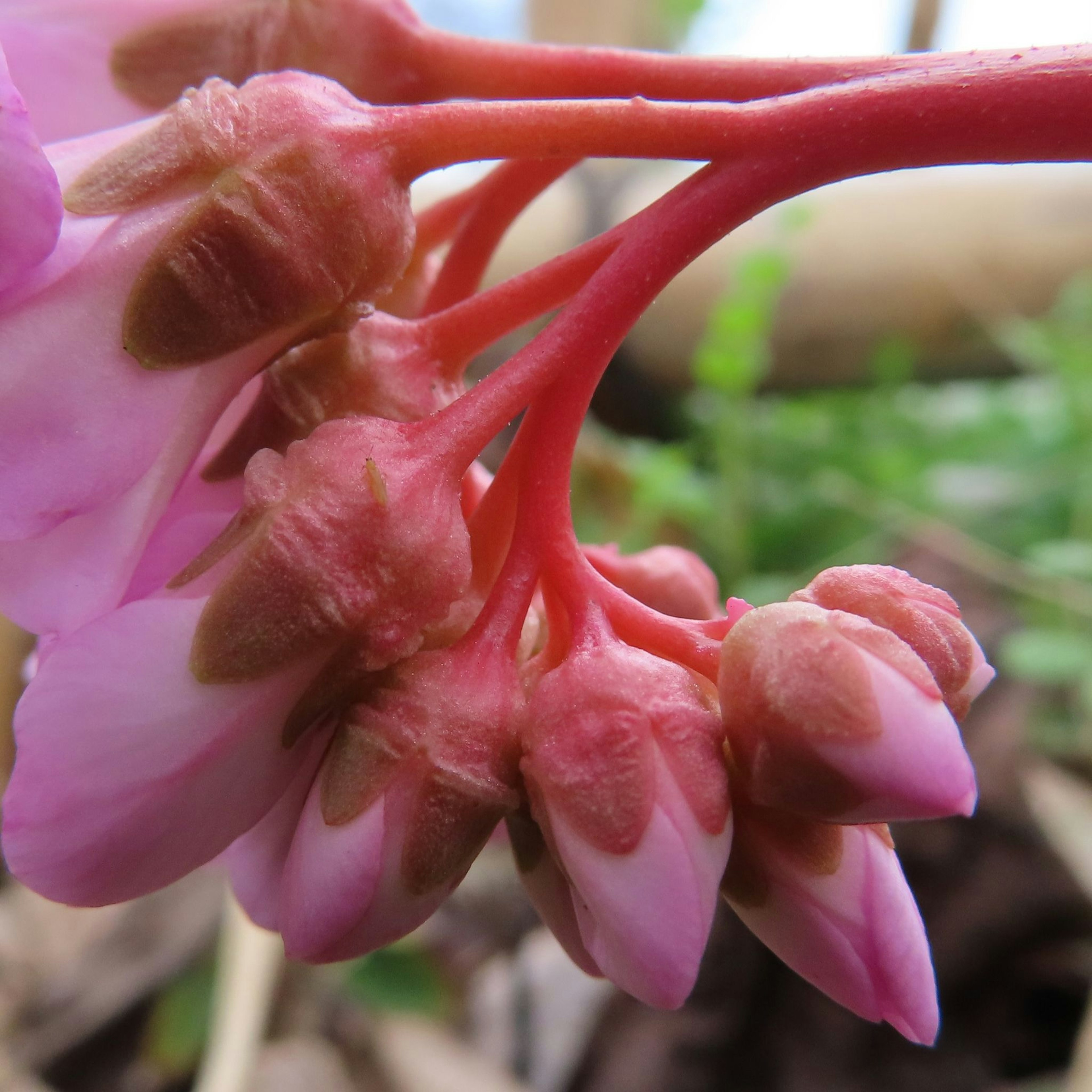 Raggruppamento di boccioli di fiori rosa con forme uniche