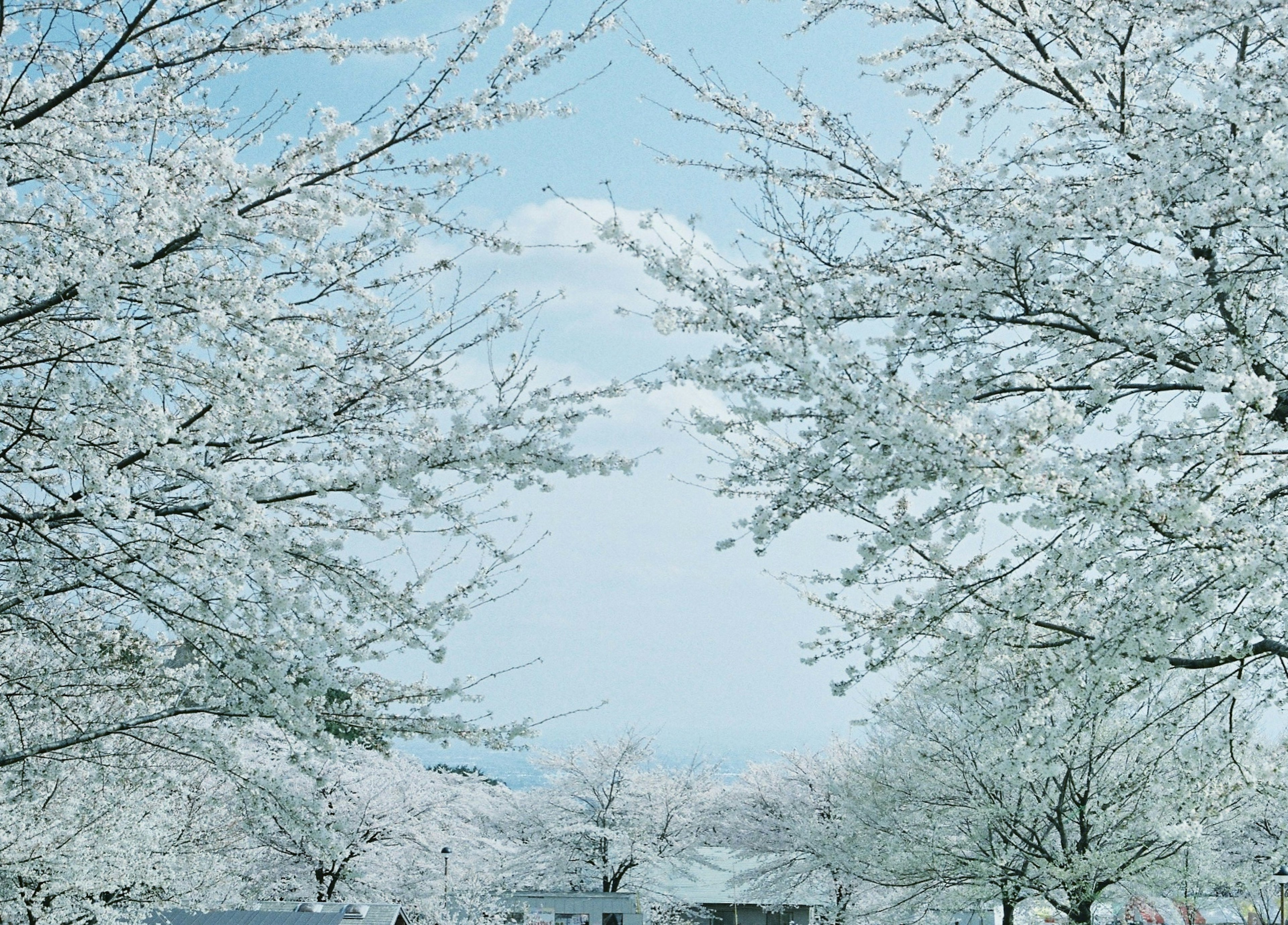 雪に覆われた桜の木々が青空を背景に並ぶ美しい風景